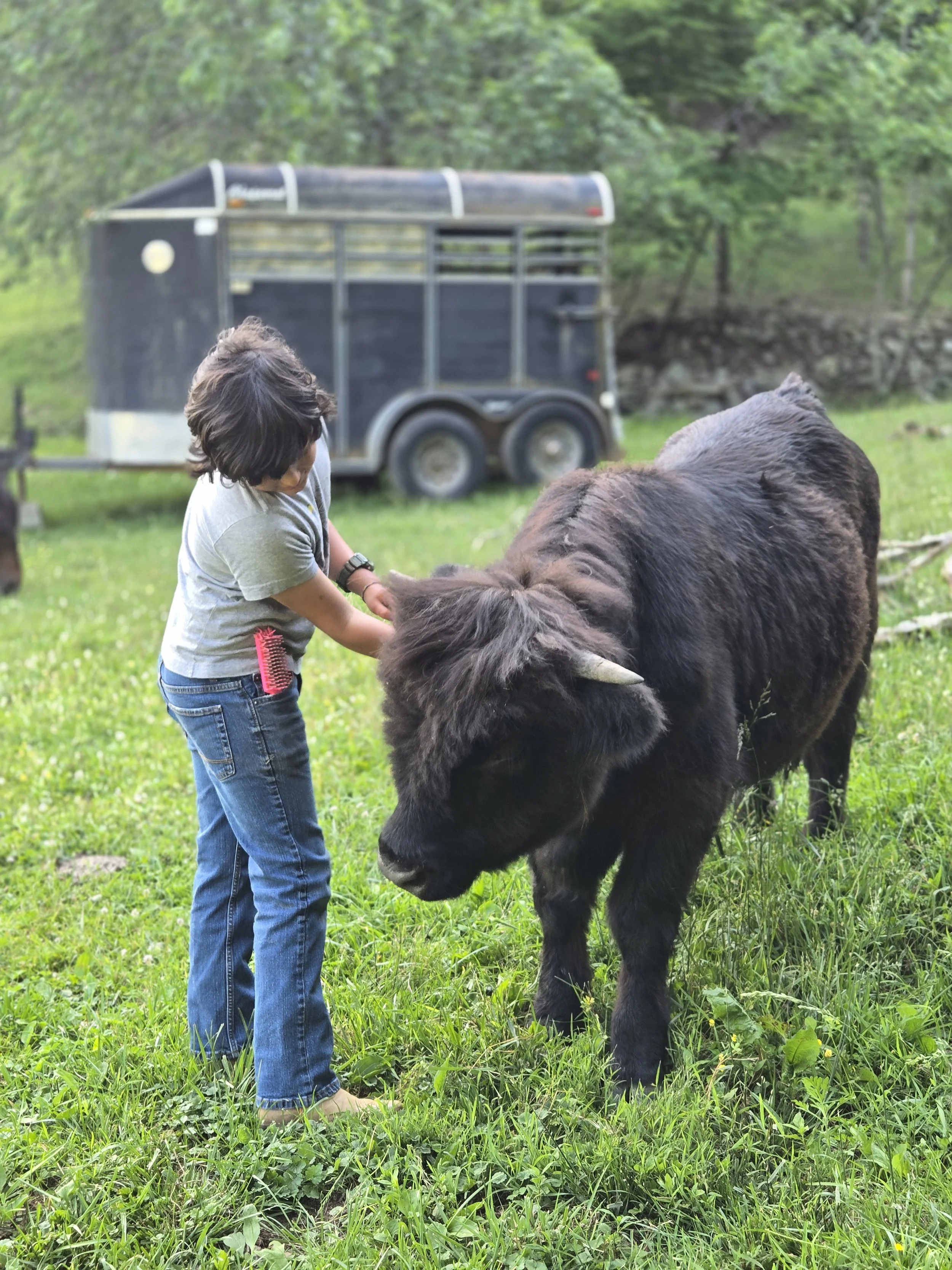 A young boy with dark hair wearing a gray t-shirt and jeans is standing in a grassy field, playing with a large black bison. In the background, there is a black trailer and green trees.