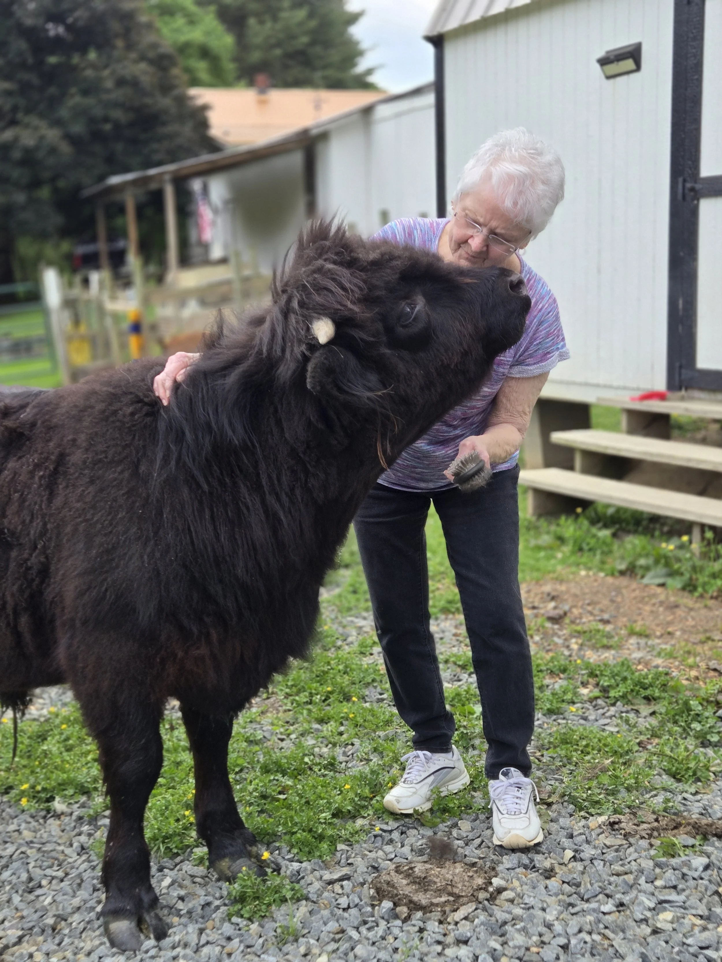 An elderly woman with white hair and glasses interacts with a large black cow with a white mark on its ear in an outdoor farm setting. The woman is wearing a multicolored short-sleeve shirt, black pants, and white sneakers, and she appears to be grooming or petting the cow. The background shows a white shed, green grass, trees, and a wooden staircase.