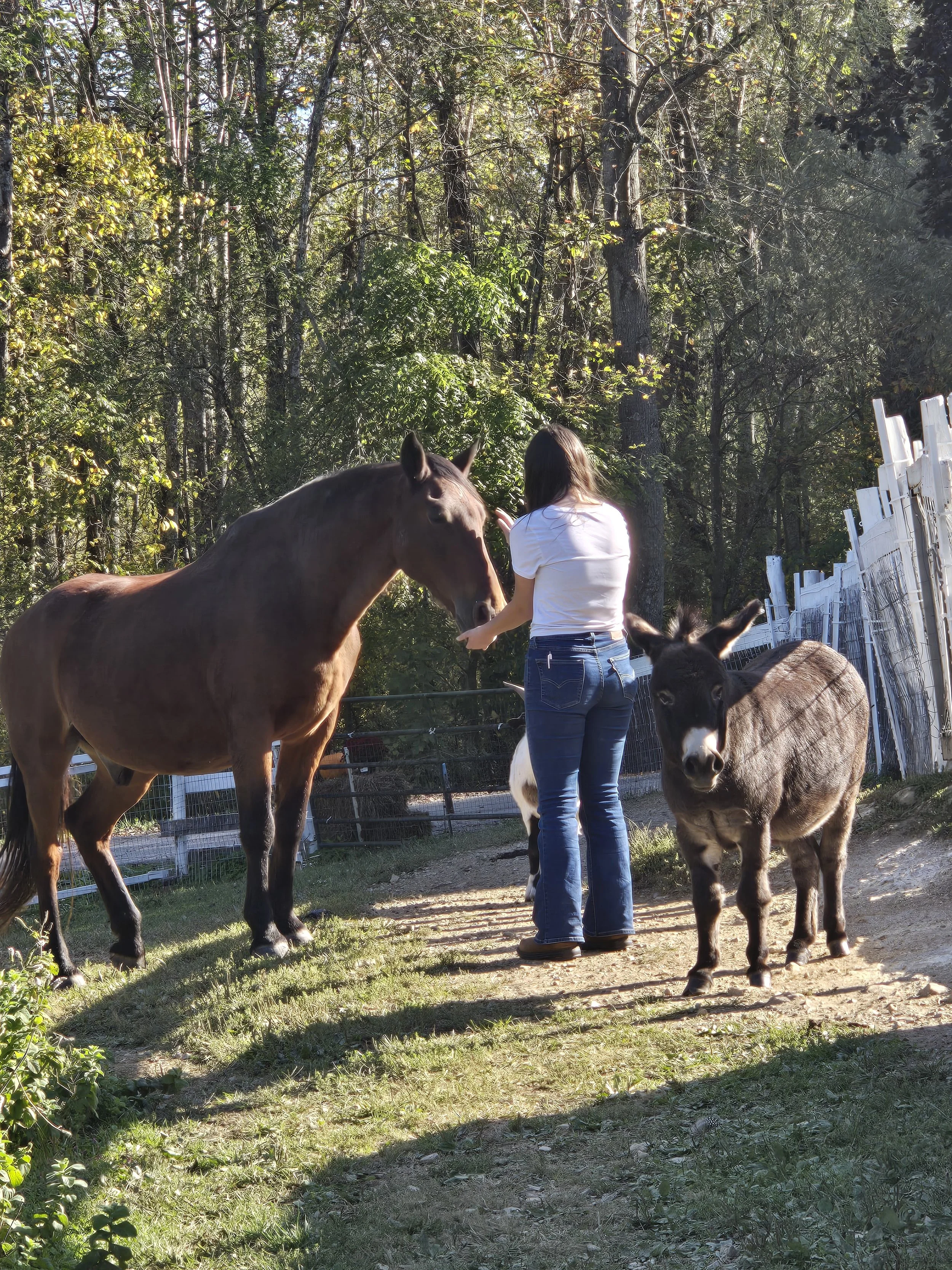A woman in a white shirt and jeans standing outdoors among trees, feeding or interacting with two young donkeys or foals near a white fence.