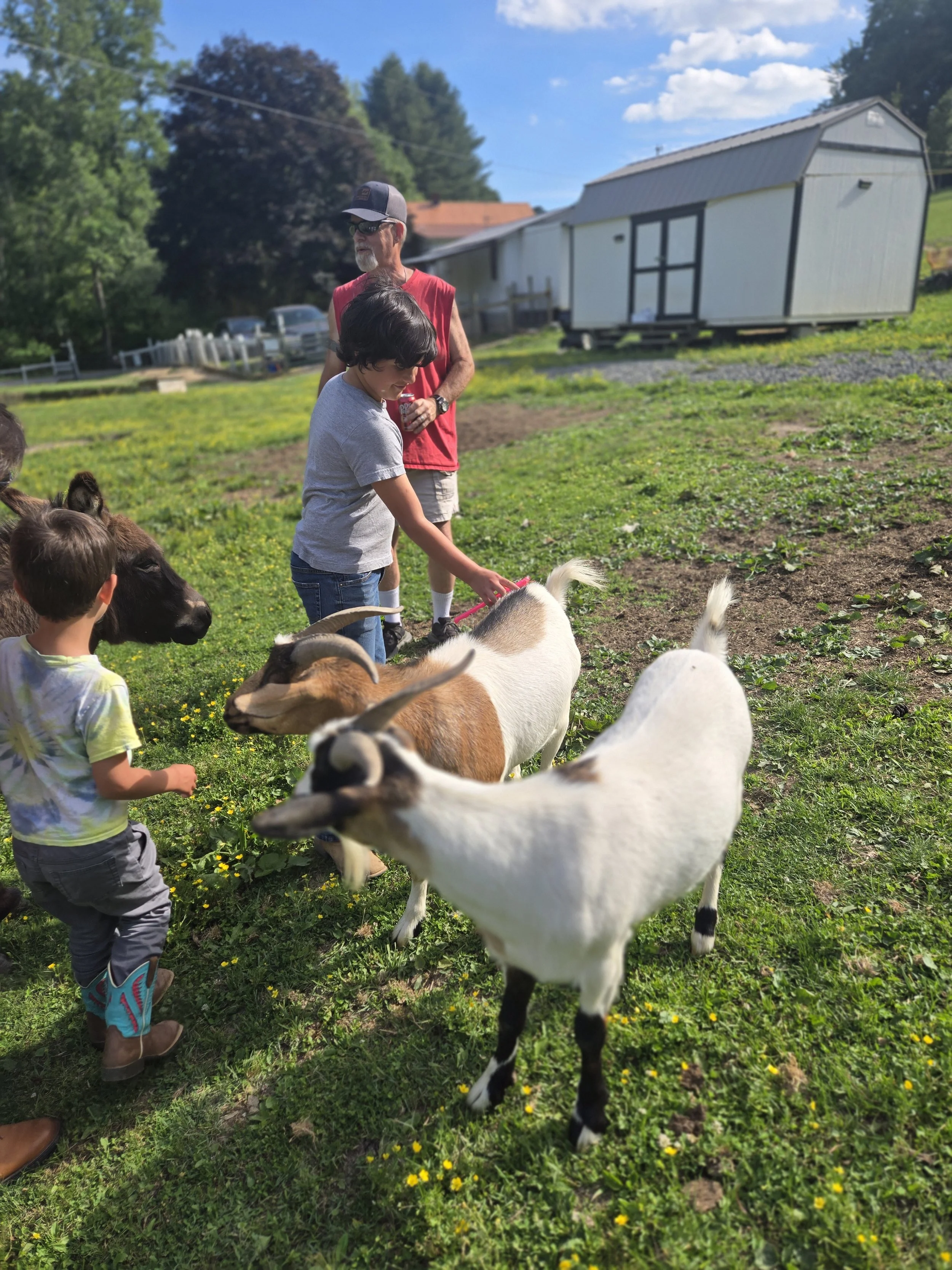 A group of children and an older man interact with goats in a grassy yard on a sunny day, with trees, a shed, and parked cars in the background.