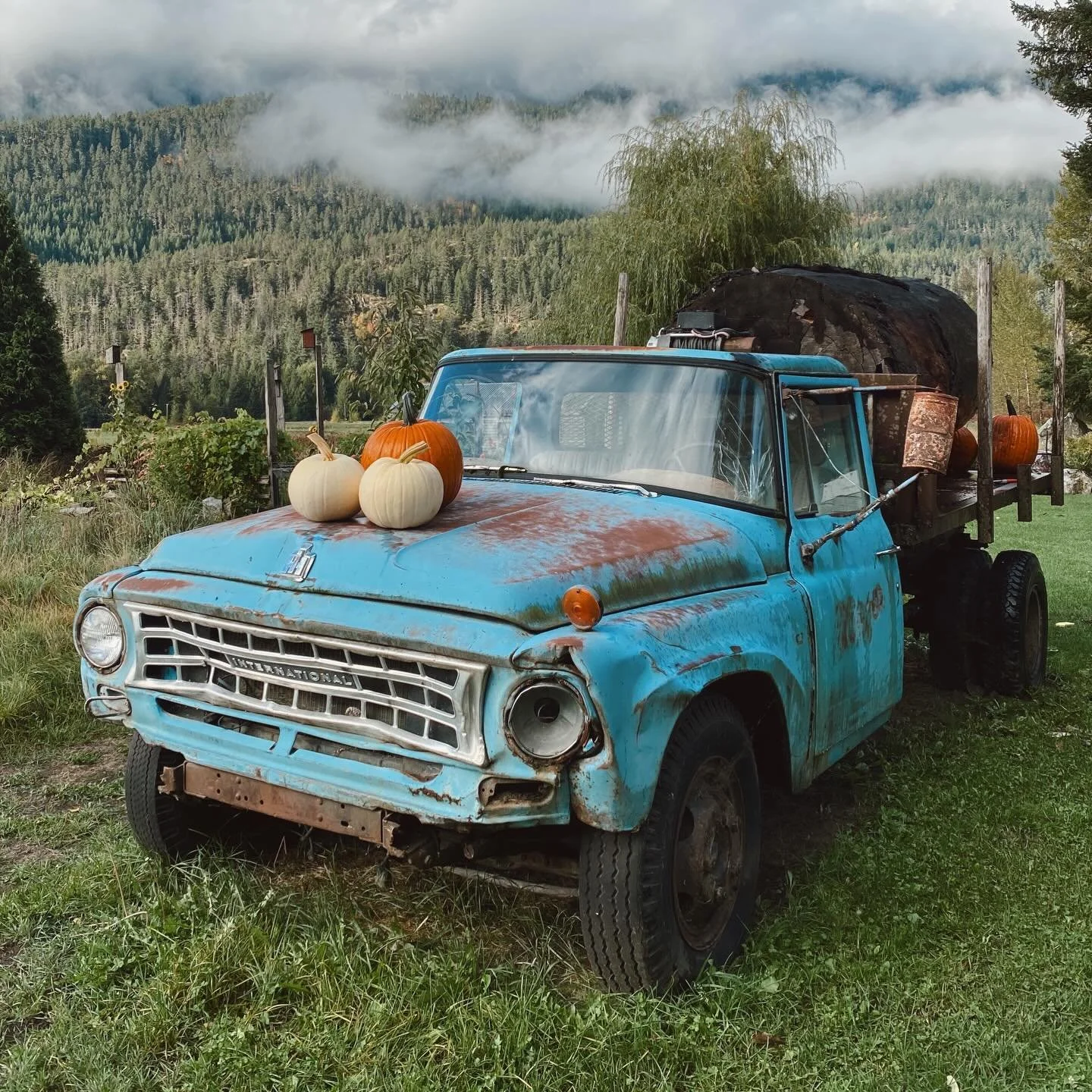 Fall harvest for our Fall Mini Market tomorrow 12-4 outside our farm stand @weedsandrags Come by for campfire, comfort food, fall harvest, vintage homeware and clothing!