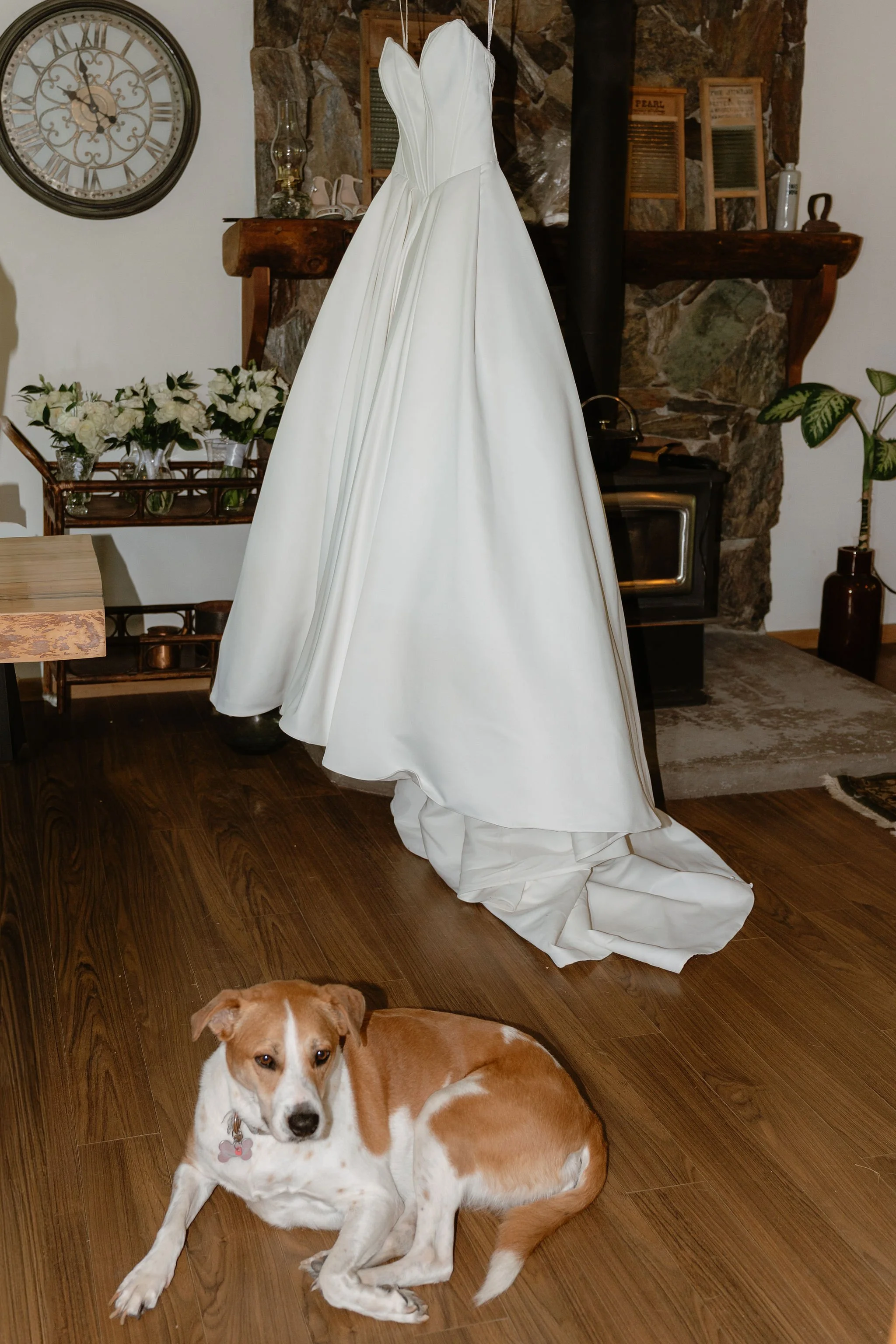 A brown and white dog lying on a wooden floor in front of a white wedding dress hanging in a living room with a stone fireplace, clock, and floral arrangements.