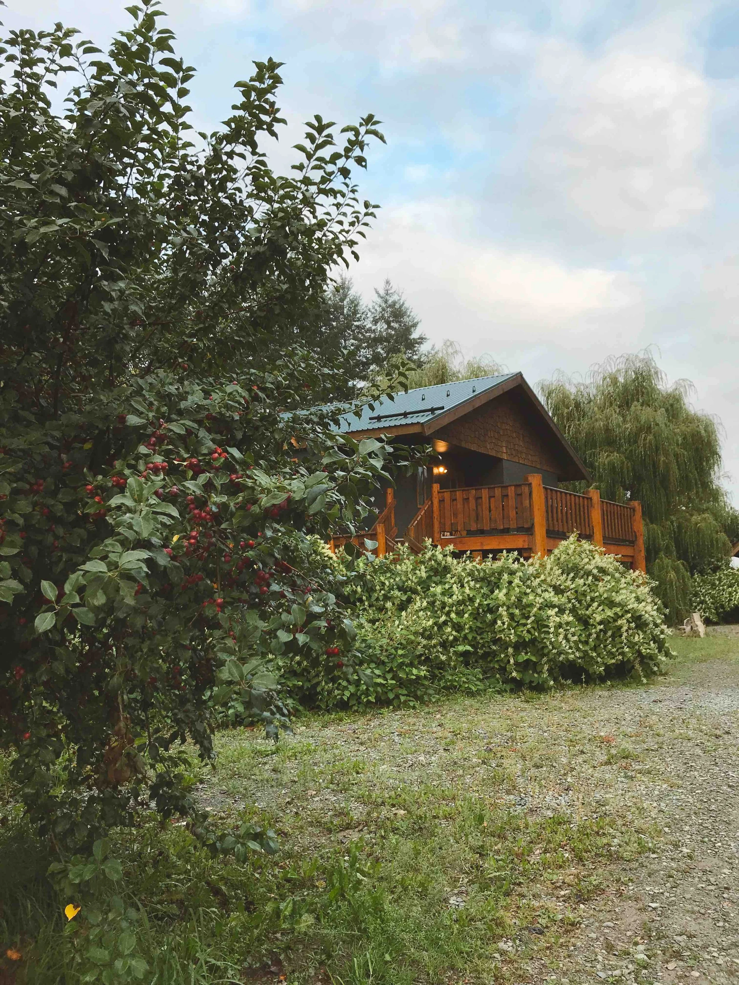 A house with a metal roof surrounded by green trees and bushes, with a yard and a gravel pathway.
