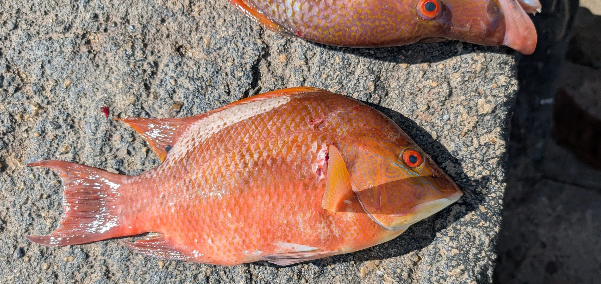 Hog Fish