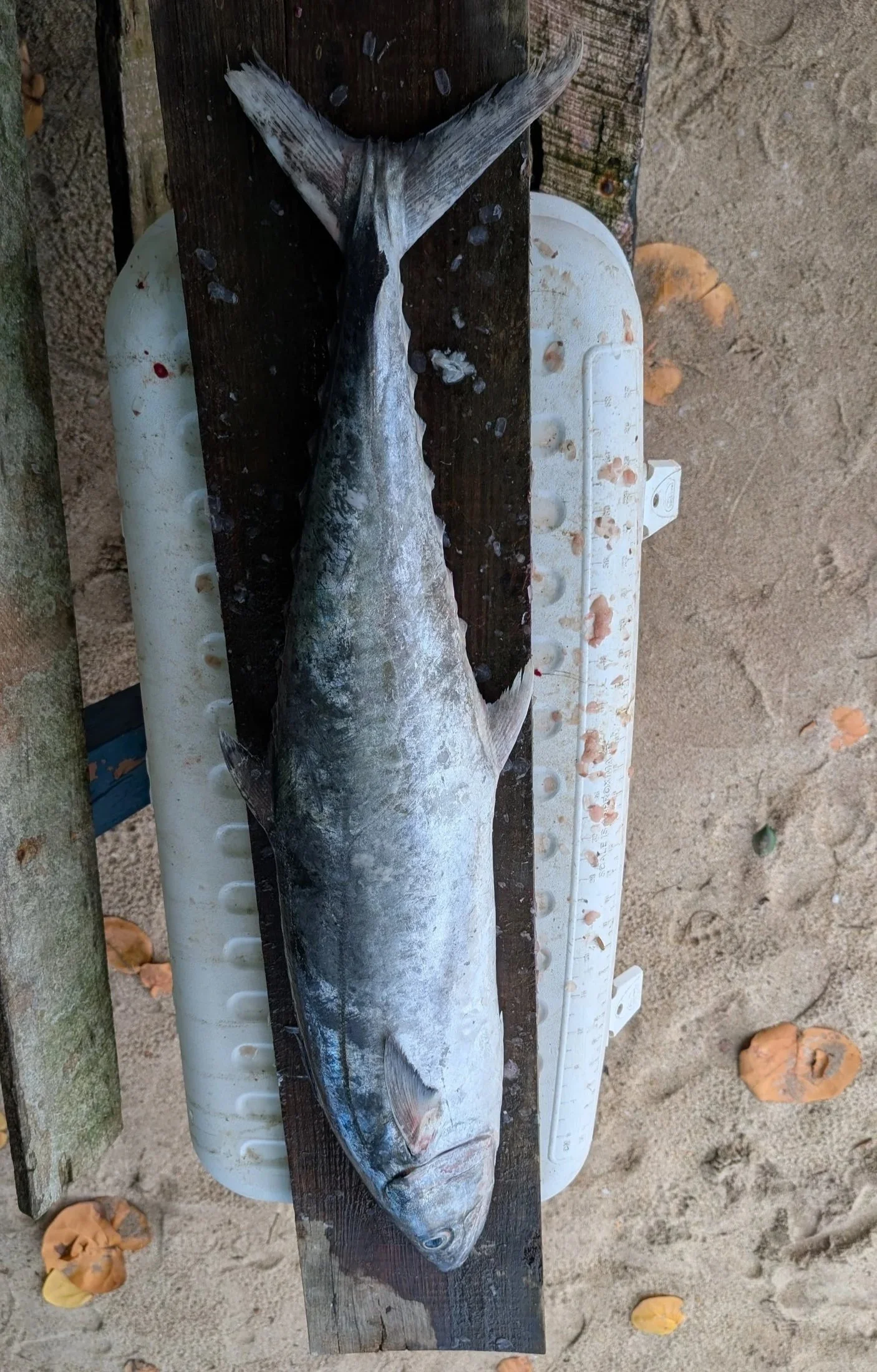 Wahoo.jpg