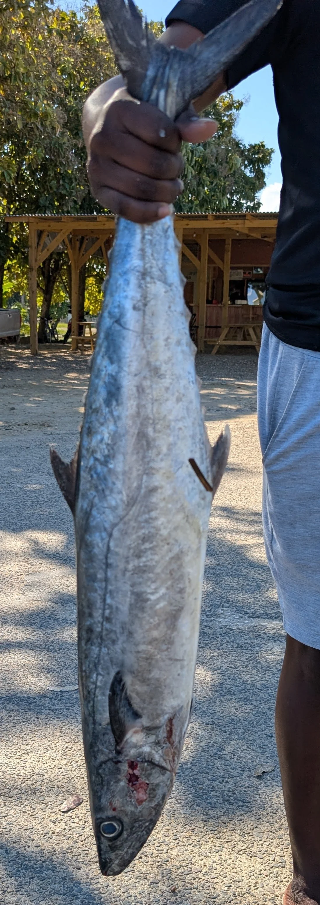 King Fish