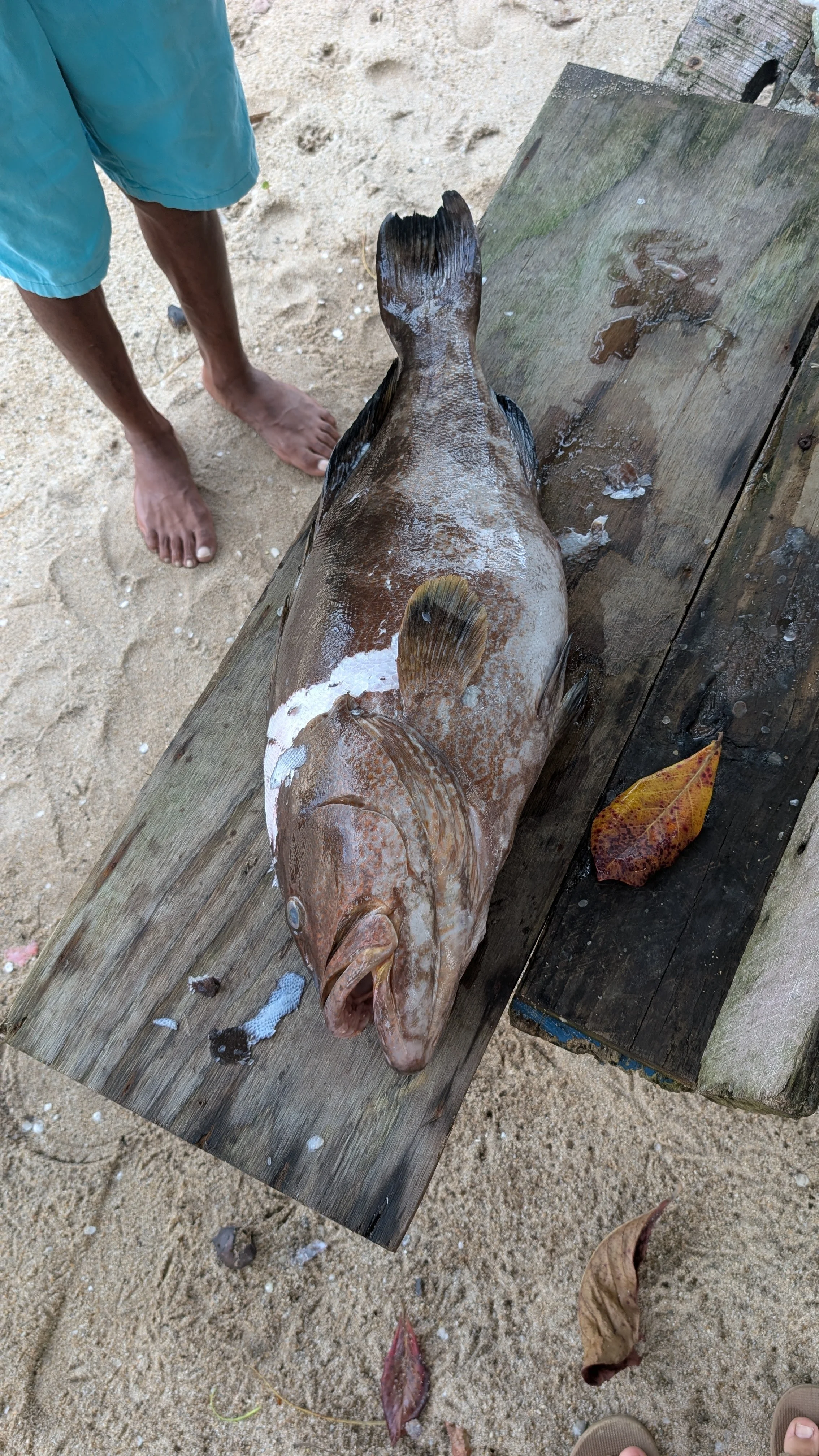 Grouper