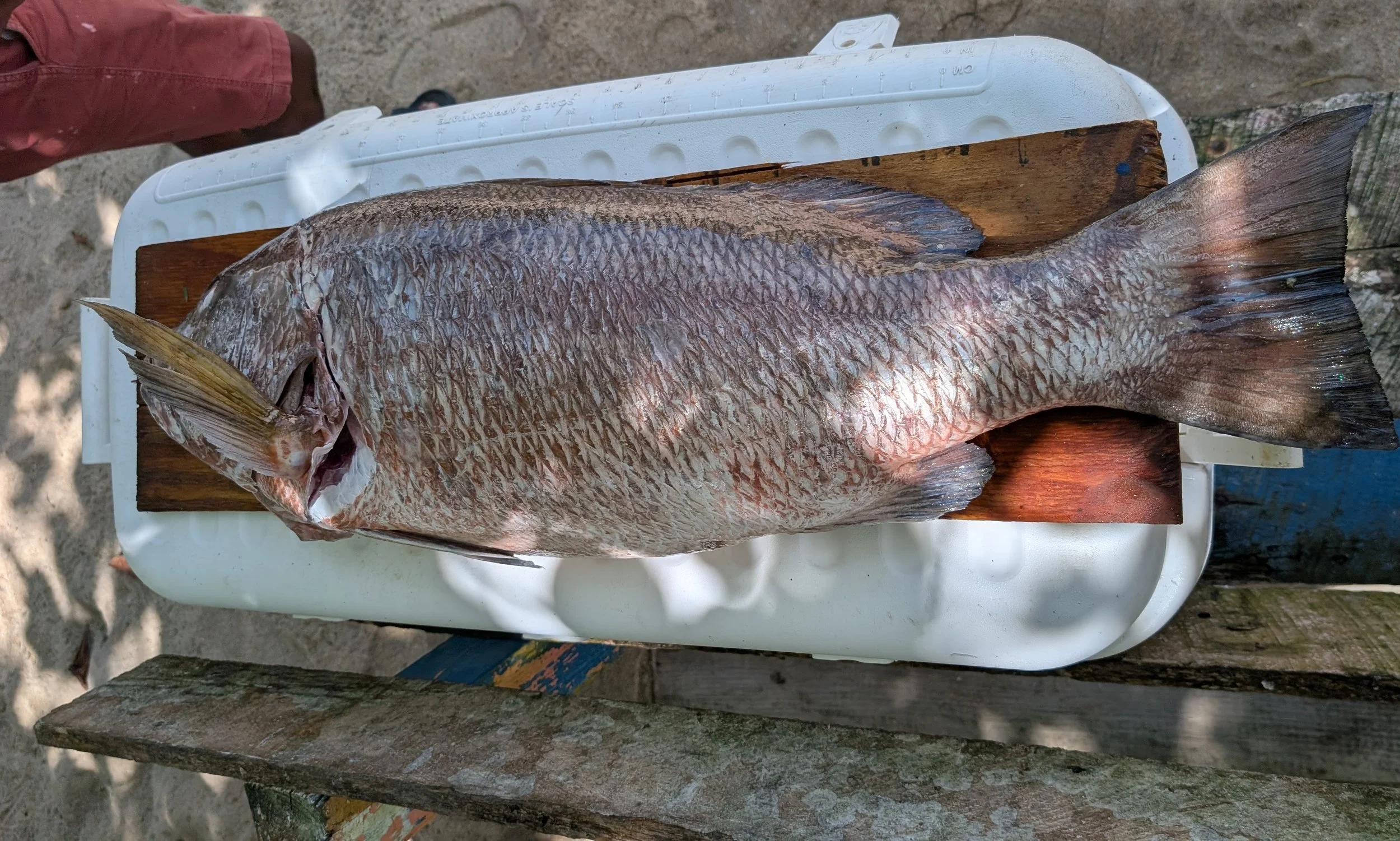 Snapper Fish