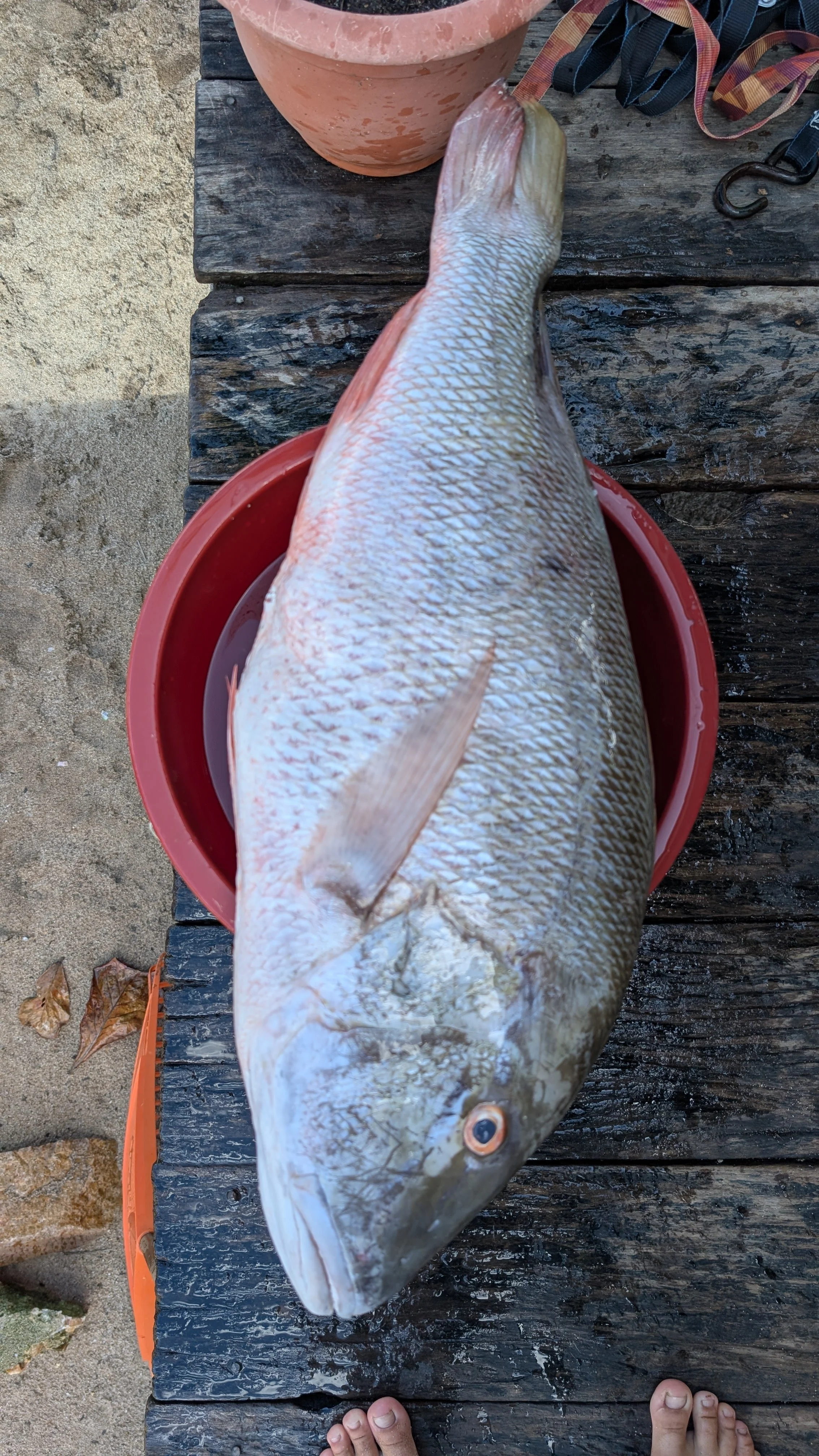 Mutton Snapper.jpg
