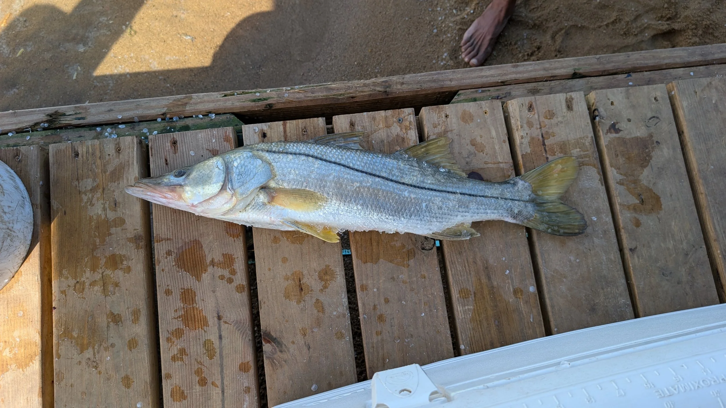 Snook