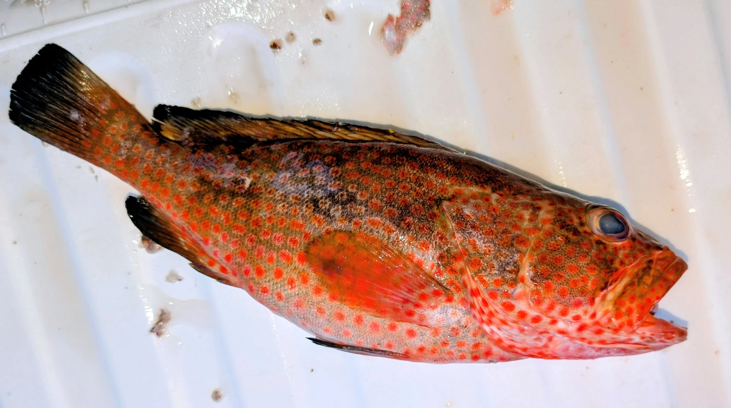 Grouper.jpg