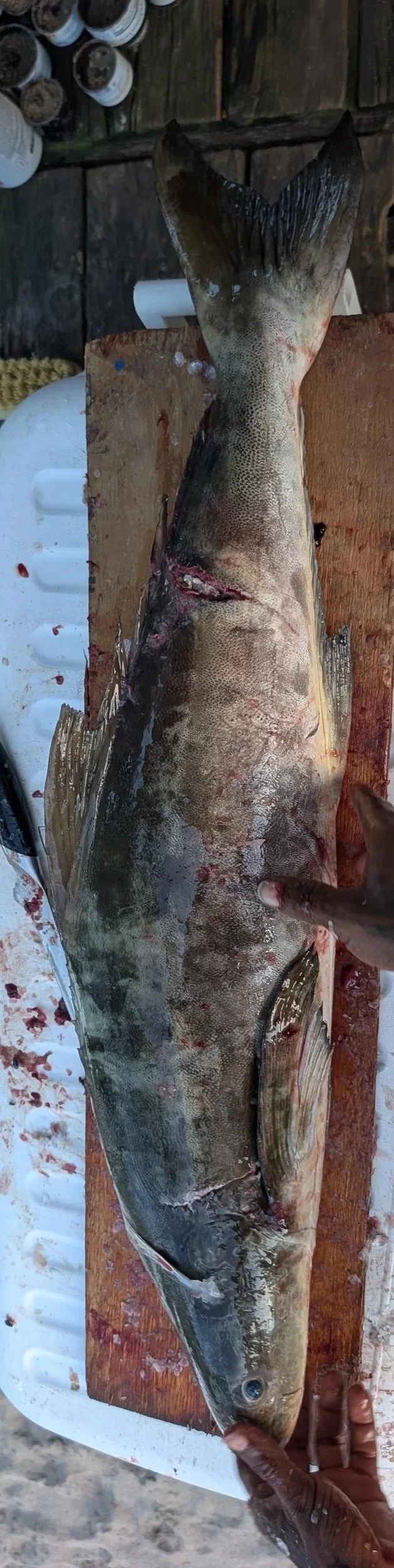 Cobia.jpg