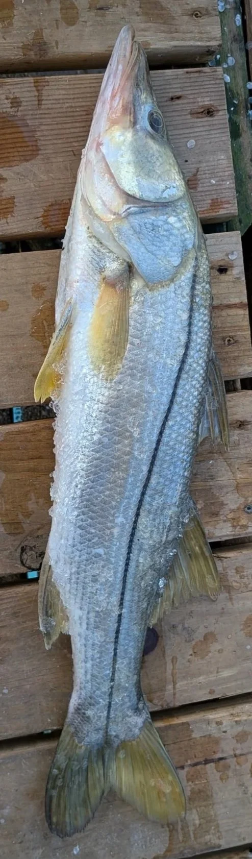 Snook+whole+fish+.jpg (Copy)