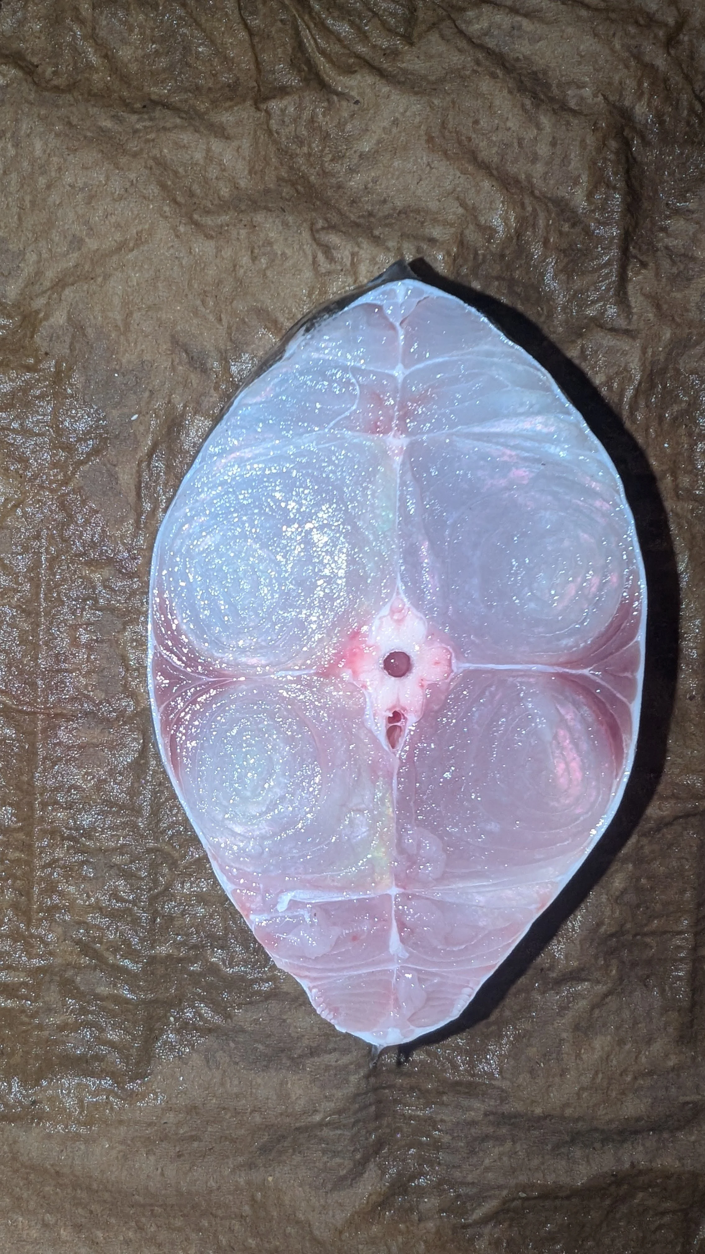 King Fish Steak.jpg