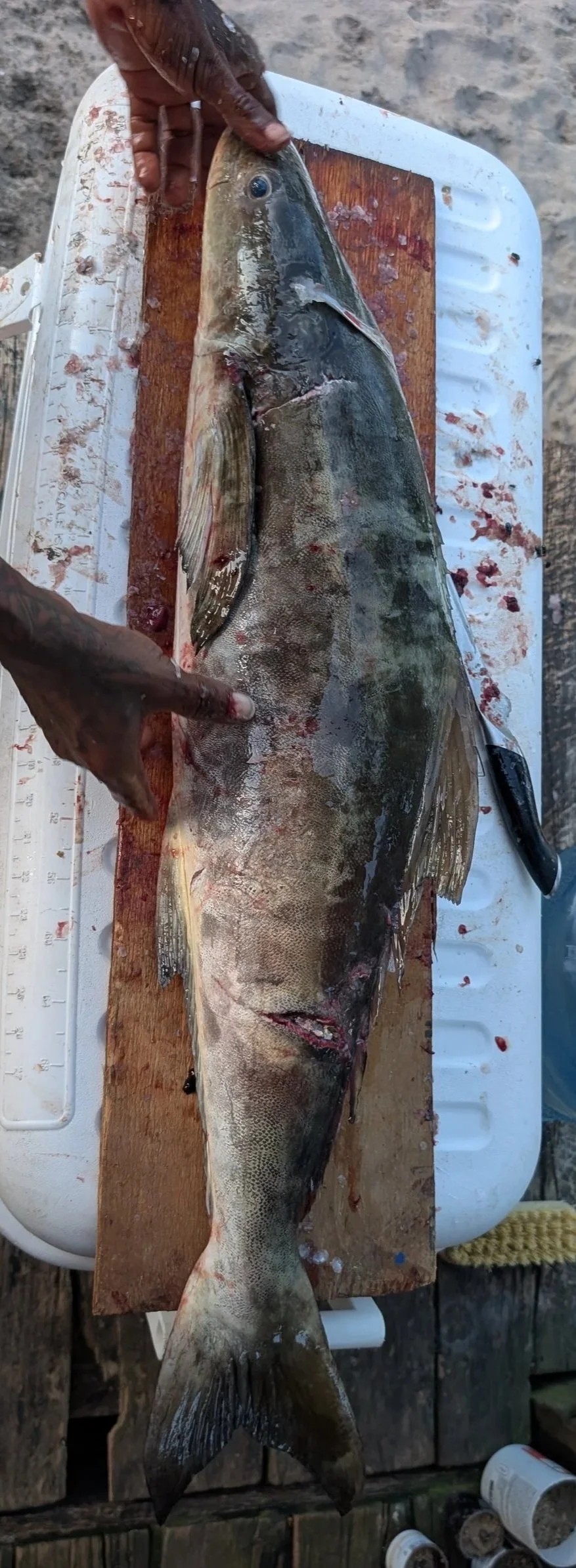 Cobia.jpg