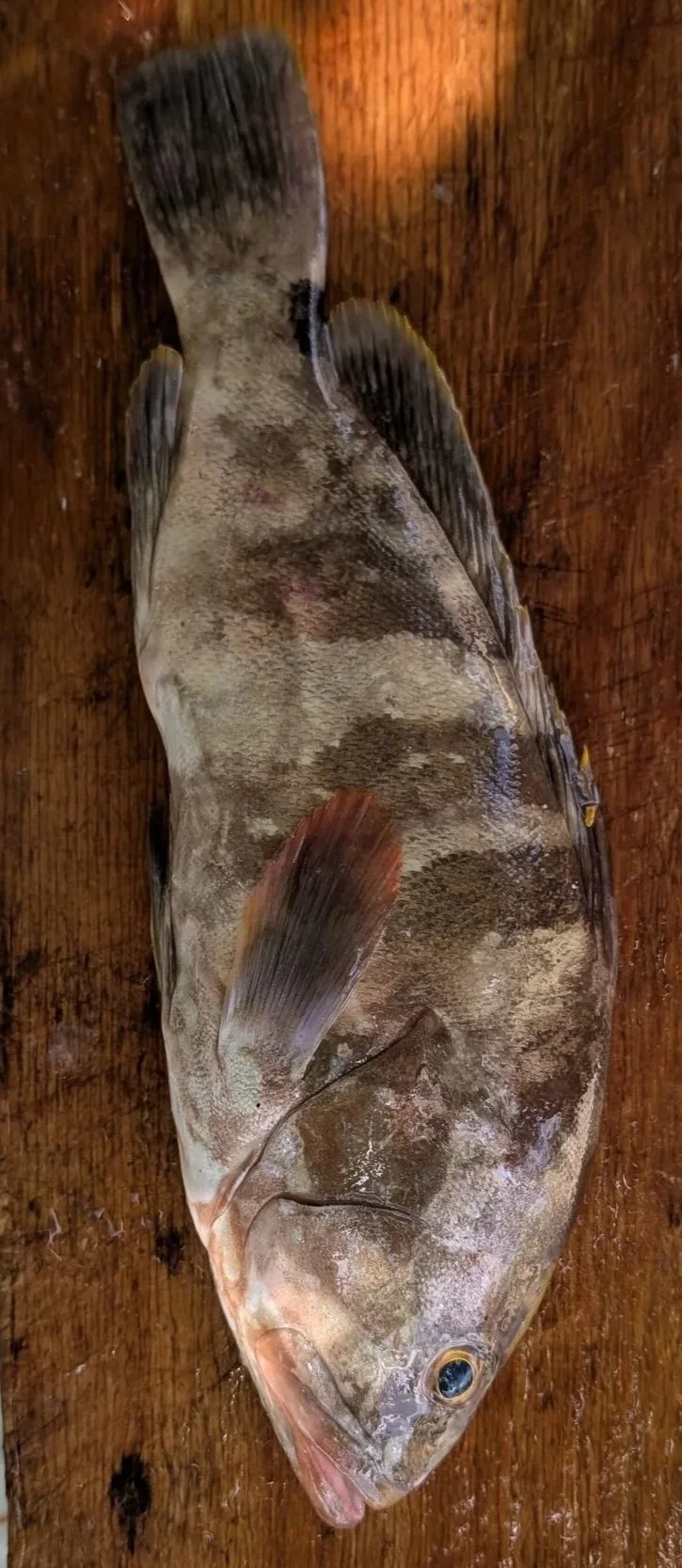 Grouper Fillet