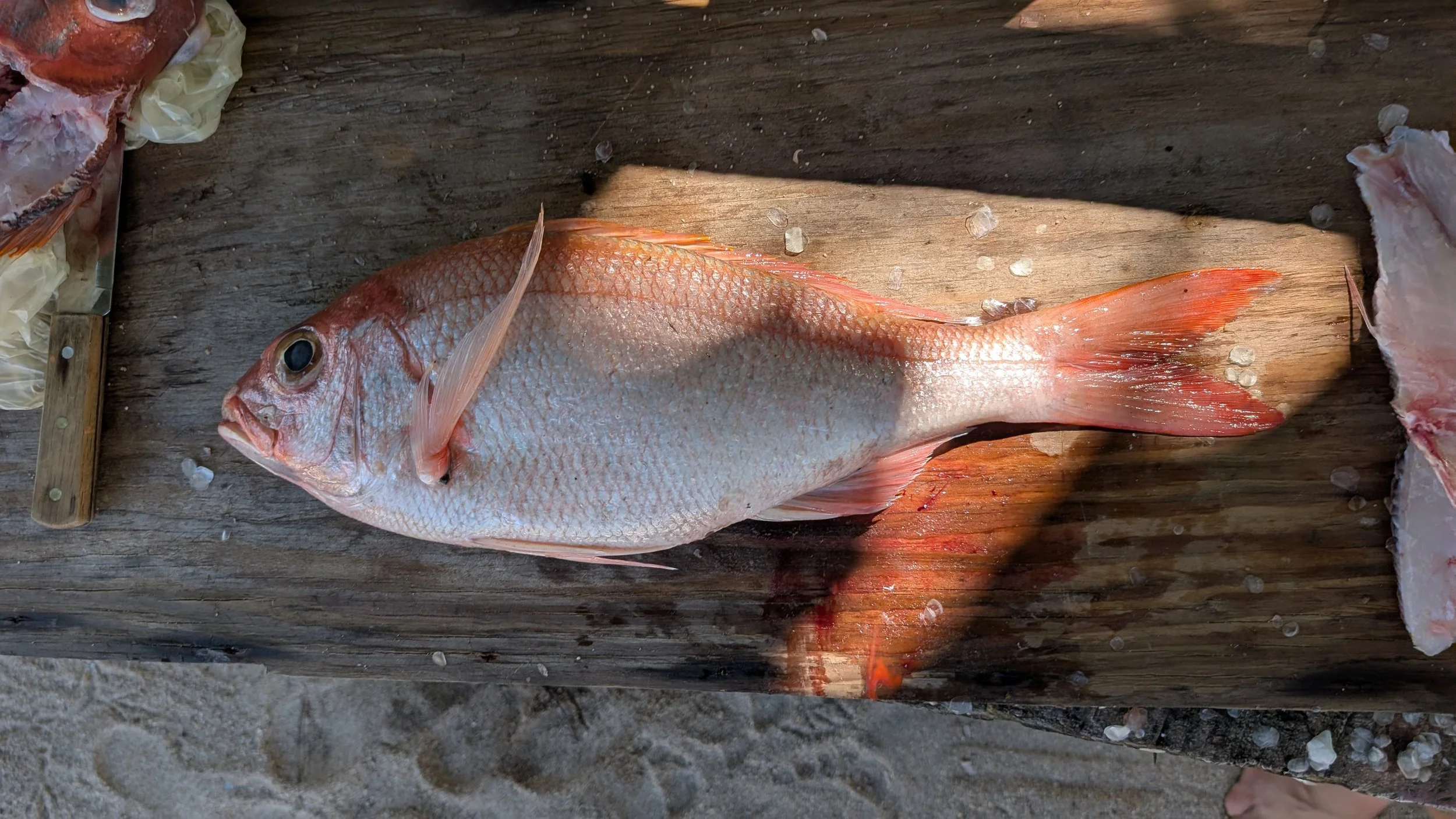 Deep Water Silk Snapper.jpg
