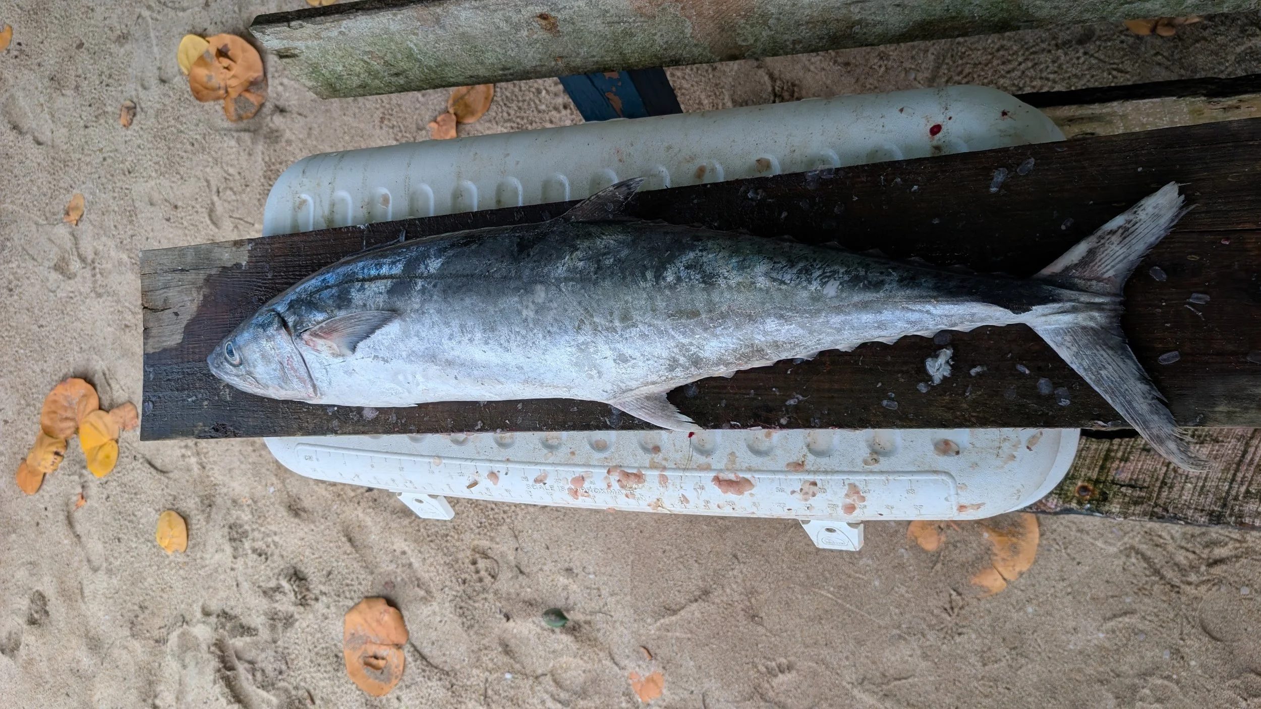 Wahoo