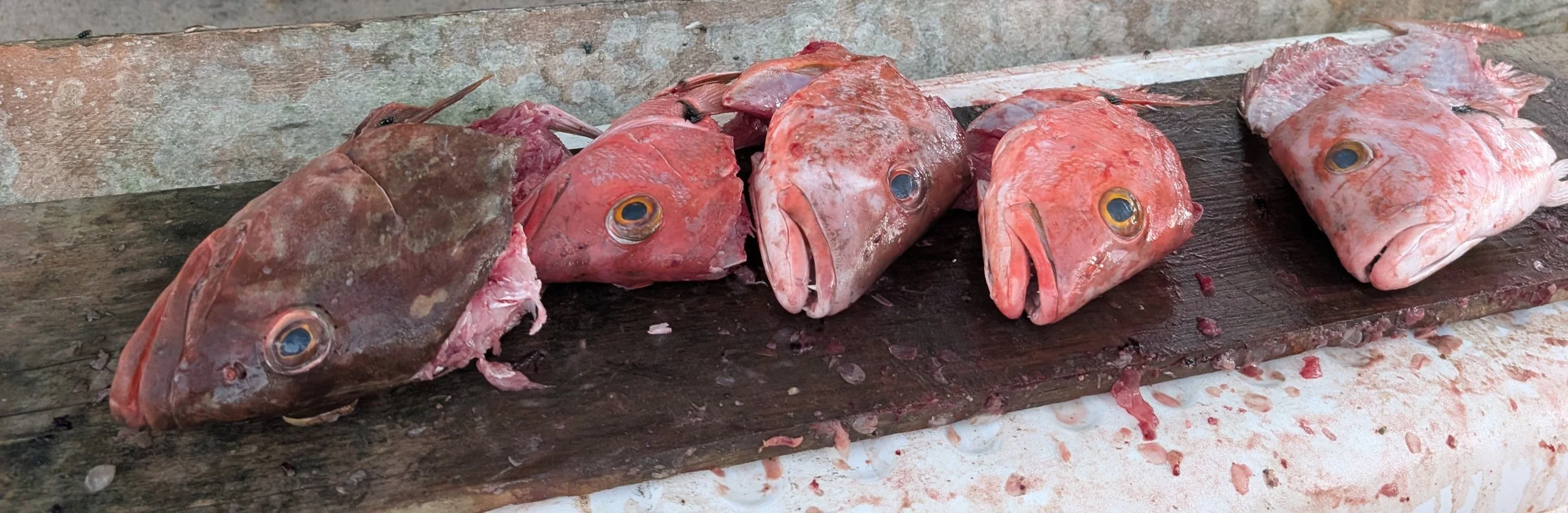 Fish Heads