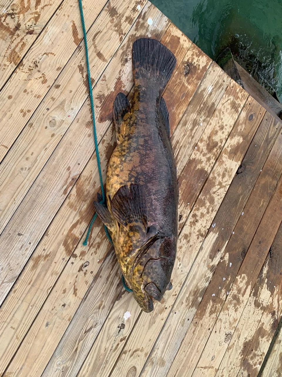 Goliath Grouper/ Jew Fish Fillet