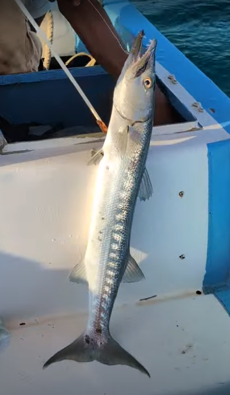 Barracuda