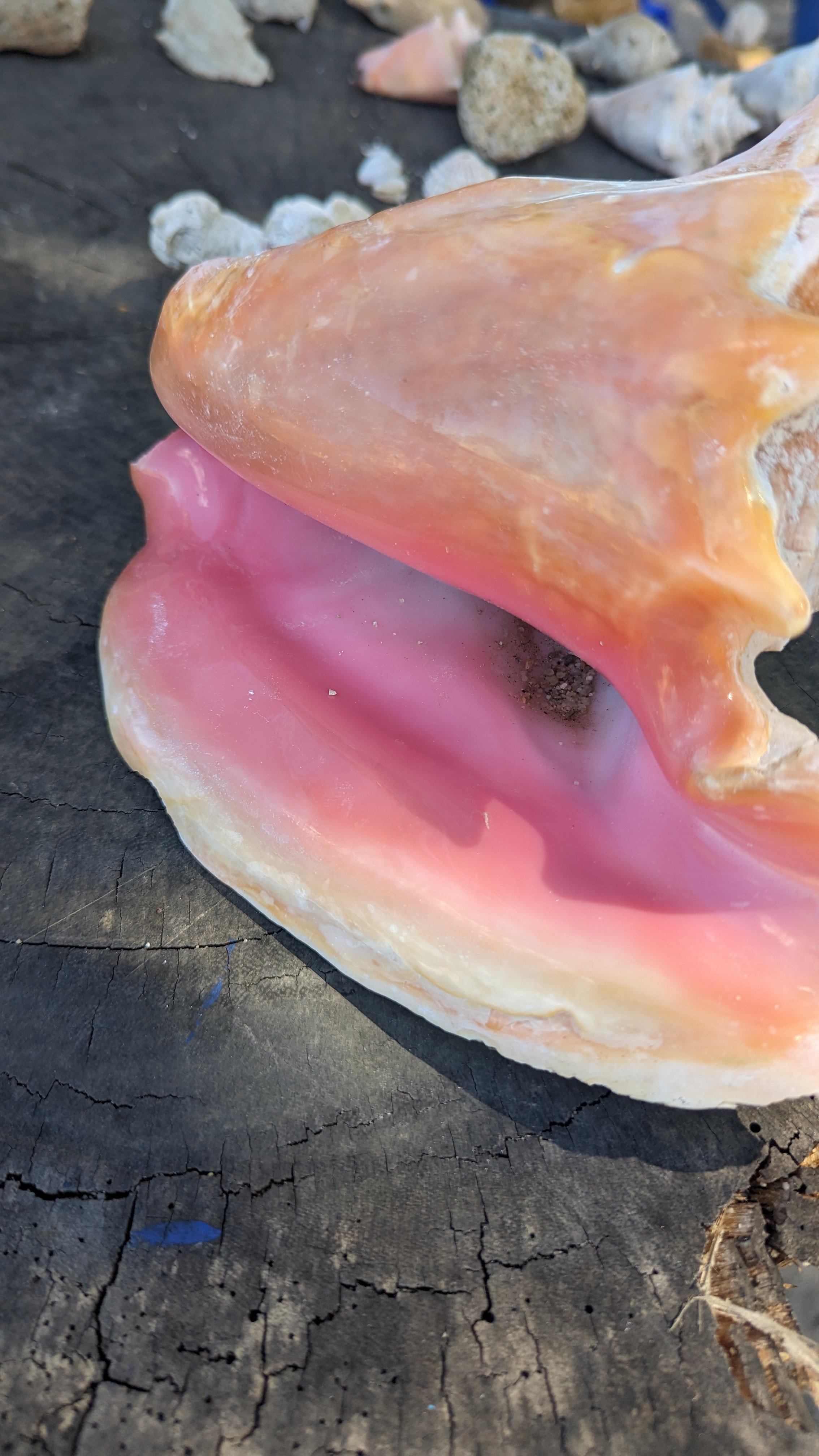 Conch