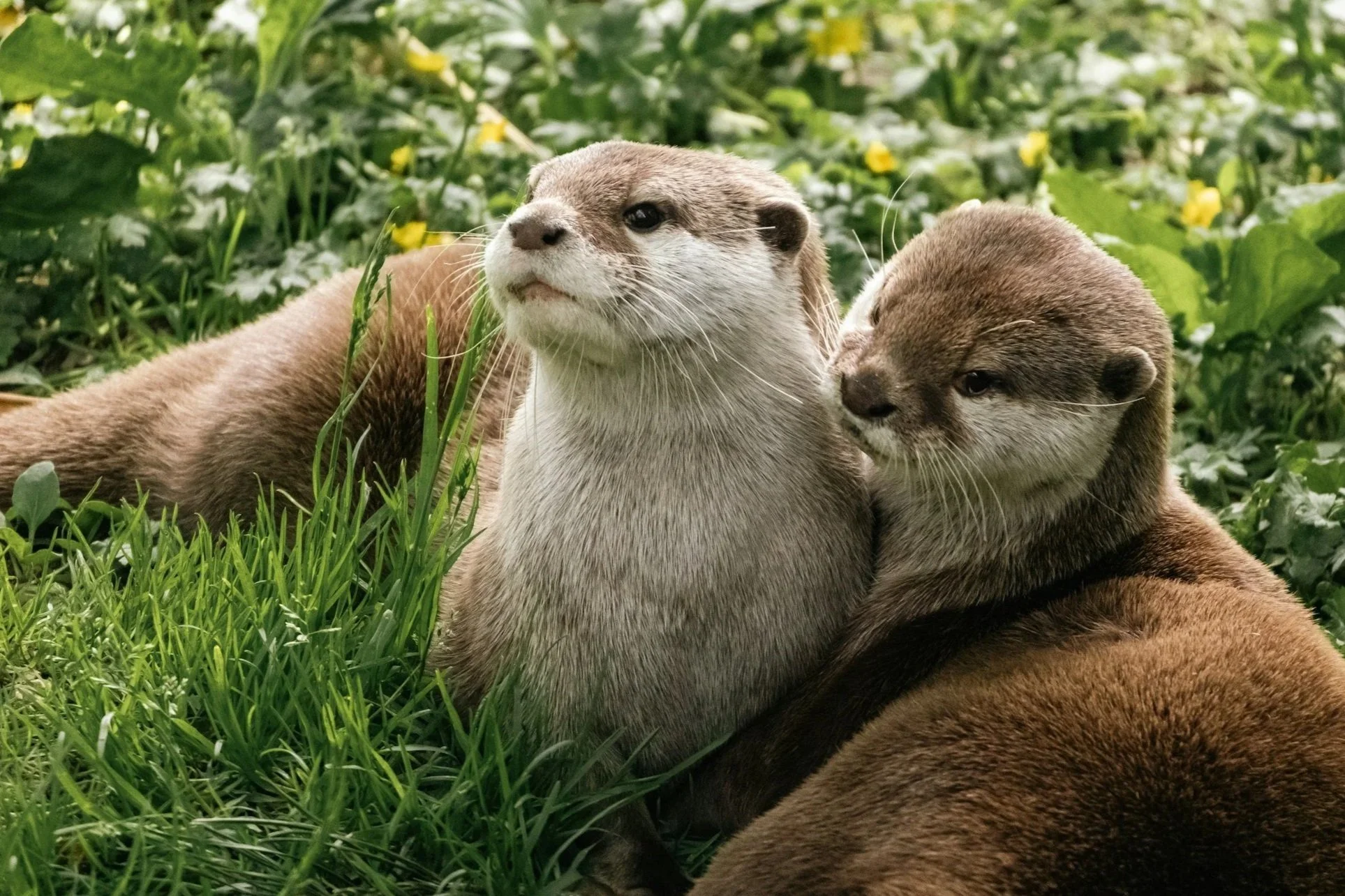 The Otter And The Shell