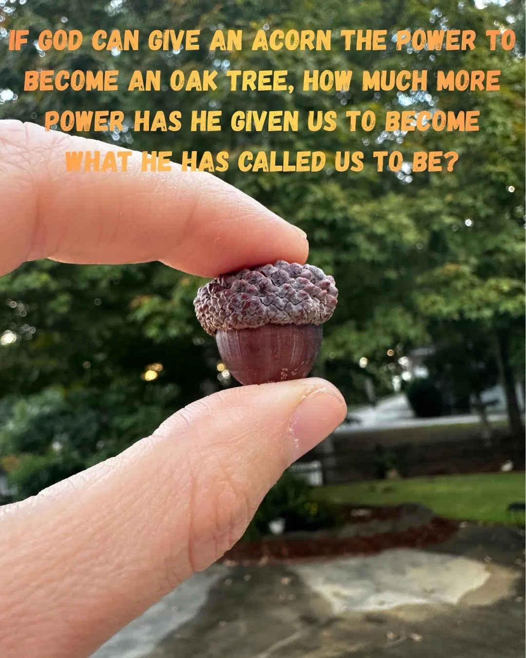 Do you feel stuck in a cycle of starting over and never quite getting where you want to be?
Stuck wondering if this is just what life, motherhood, aging, or your circumstances have handed you.?
You&rsquo;re not alone.
An acorn doesn&rsquo;t look anyt