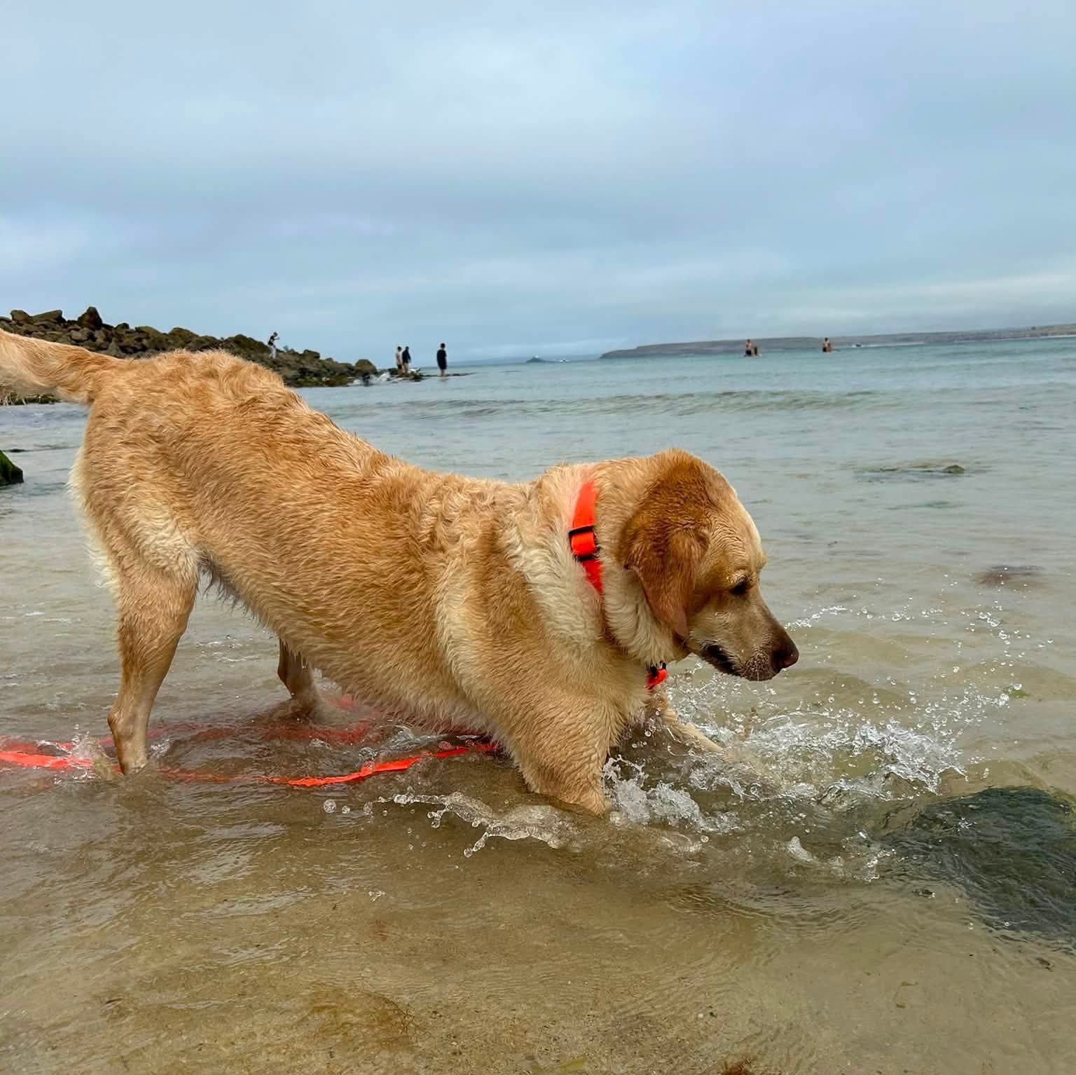 A golden retriever dog wearing a red collar wading in shallow ocean water at the beach, with people in the background and cloudy sky overhead.