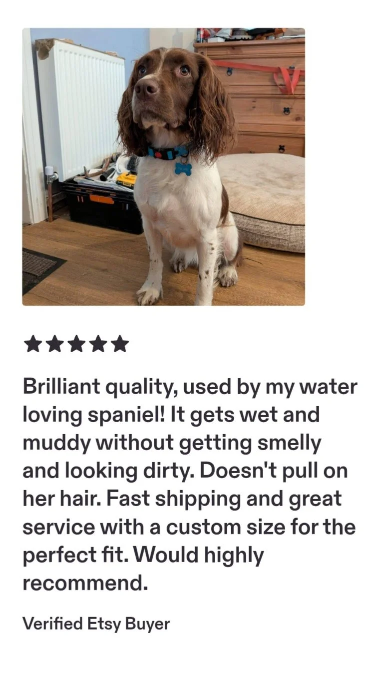 A brown and white spaniel dog with long, wavy ears and a blue collar sitting on a wooden floor in a room with a bed, dresser, and tools in the background.