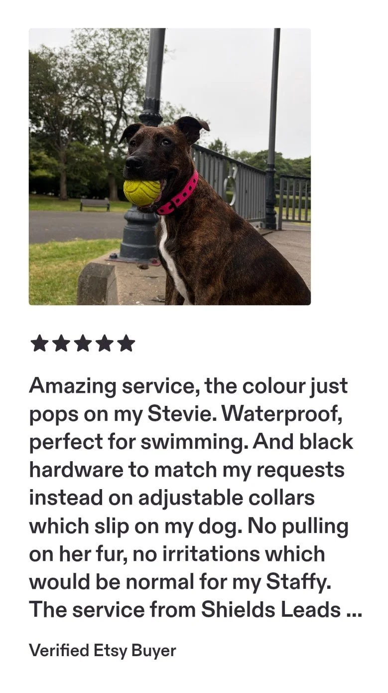 A brindle-coated dog with a pink collar is holding a yellow tennis ball in its mouth outside near a lamppost and a railing, with trees and a park in the background.