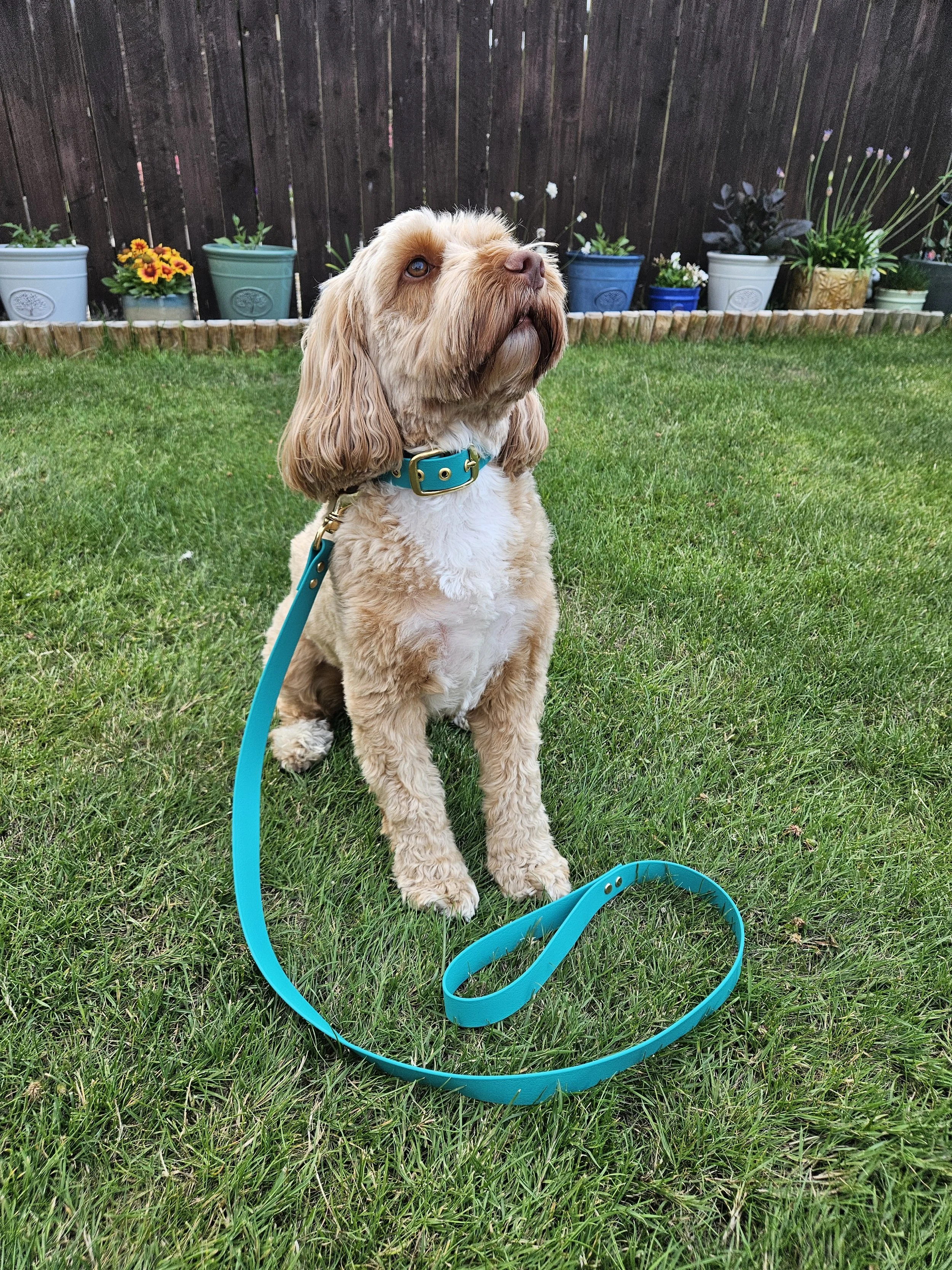 A dog sitting on a green lawn with a light blue leash. There are potted plants along a wooden fence in the background.
