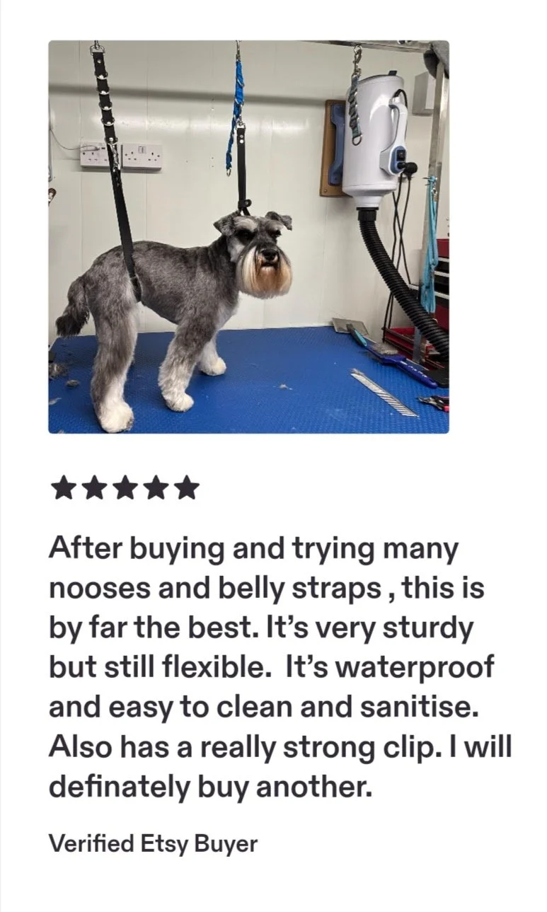 A small dog with a beard grooming style is standing on a grooming table attached to harnesses, in a grooming salon with tools and equipment visible in the background.