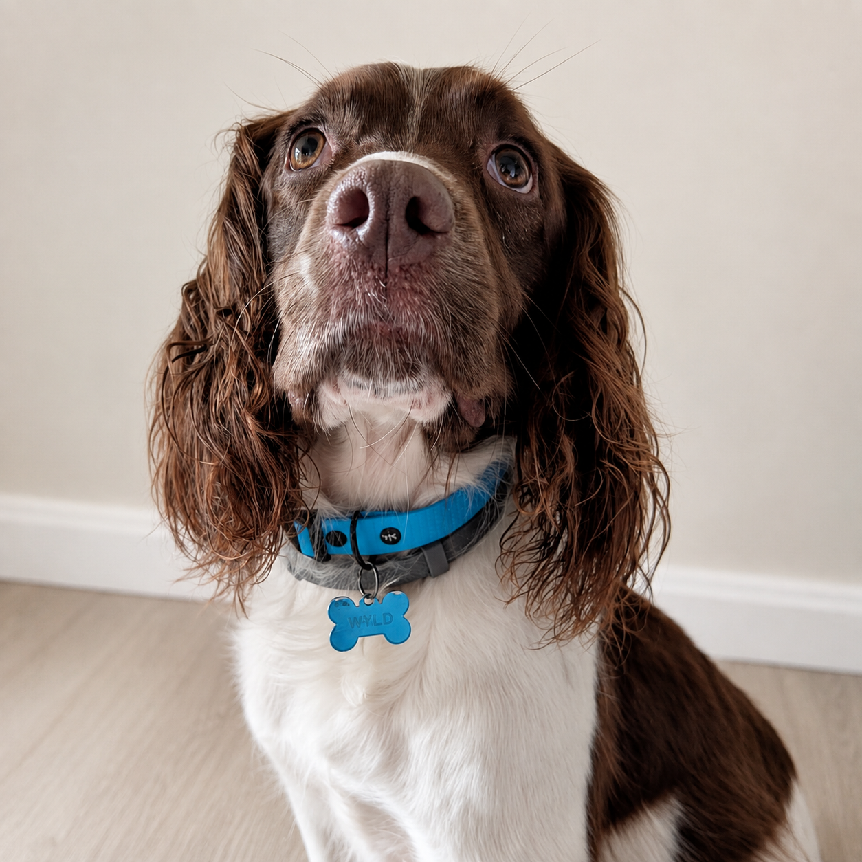 Close-up of a brown and white dog with long, wavy ears wearing a blue collar with a bone-shaped tag that reads 'WILD', sitting indoors against a plain wall.