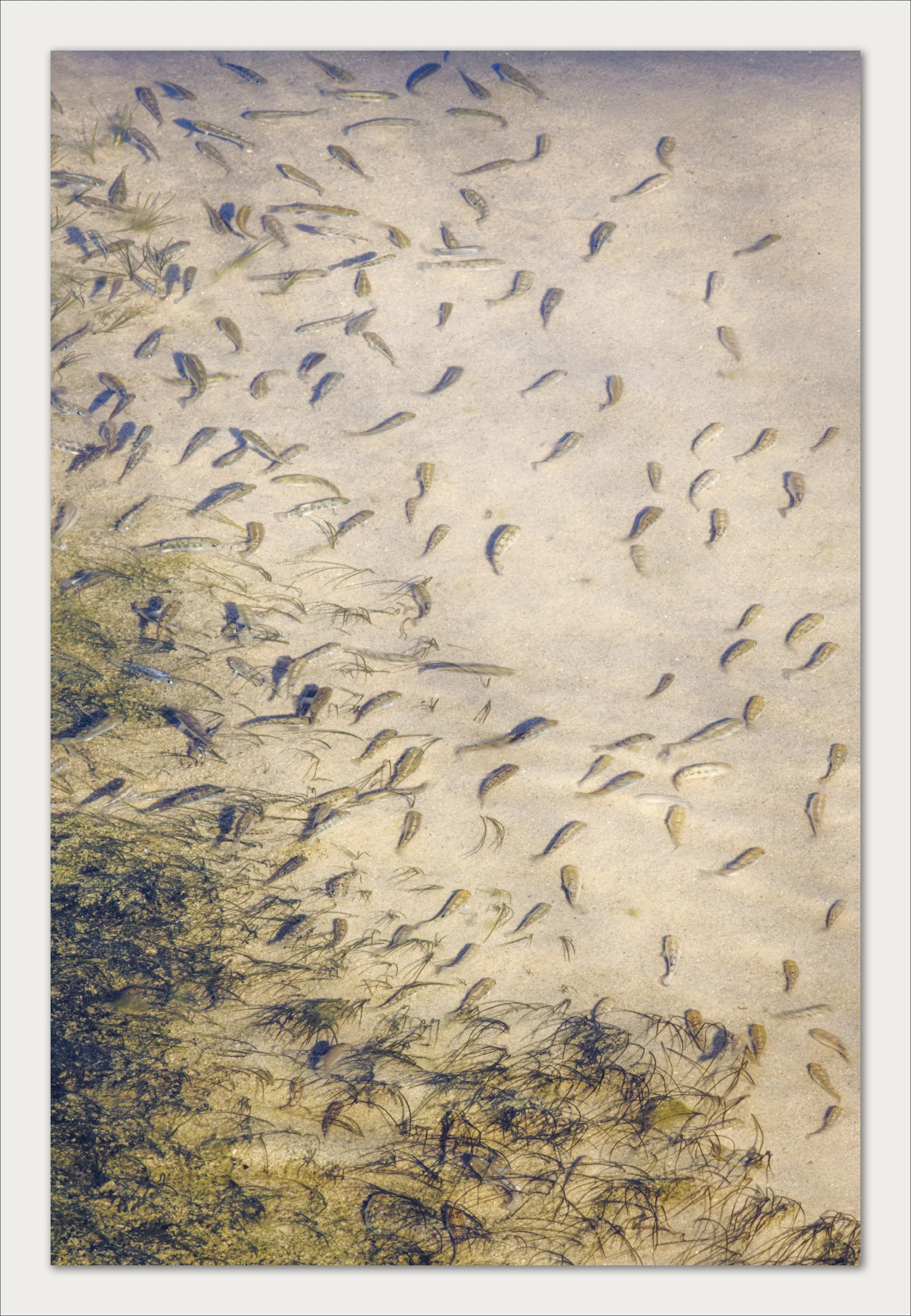 PUPFISH POND_Original ratio_2160x3119_U_30_Adobe.jpg