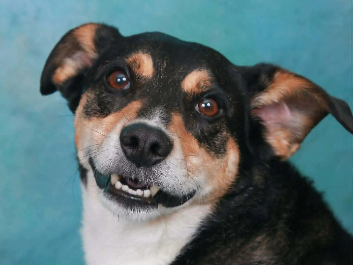 Instead of gifts for Gizmo's 10th Birthday, we're collecting supplies, food, and donations for our local Humane Society!