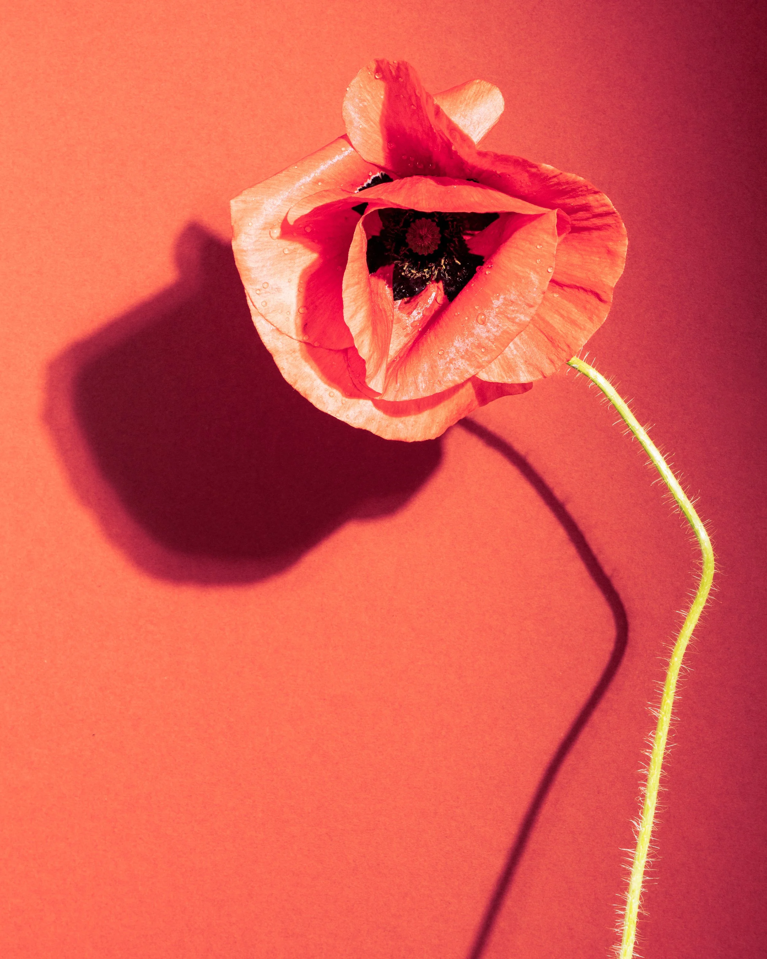 Fine art botanical photograph of a single pink poppy casting a dramatic shadow against a warm coral background.
