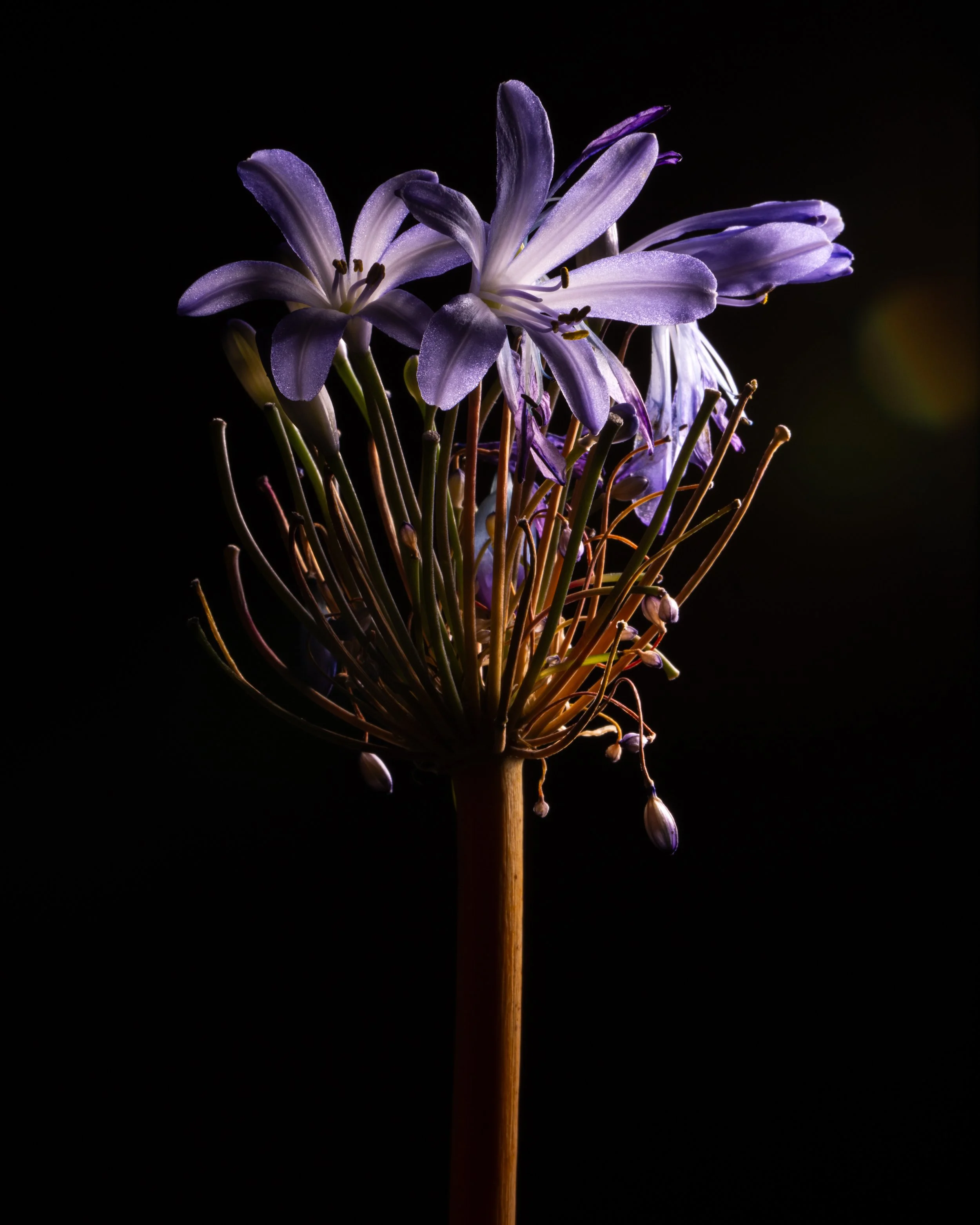 Fine art botanical photograph of a purple agapanthus flower with open blooms and seed stems against a black background.
