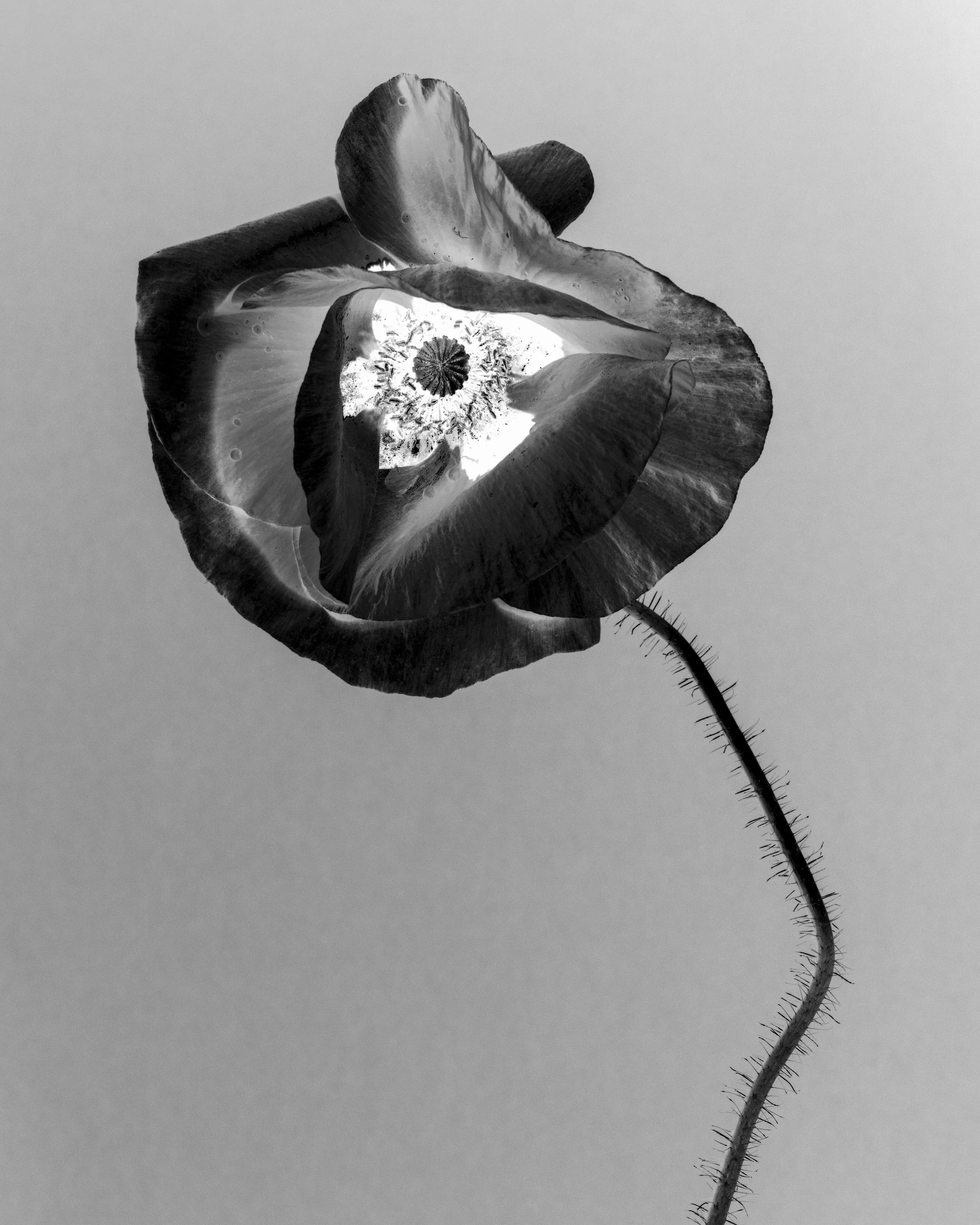 Black and white fine art botanical photograph of a backlit poppy viewed from below, revealing its delicate petals and intricate centre.