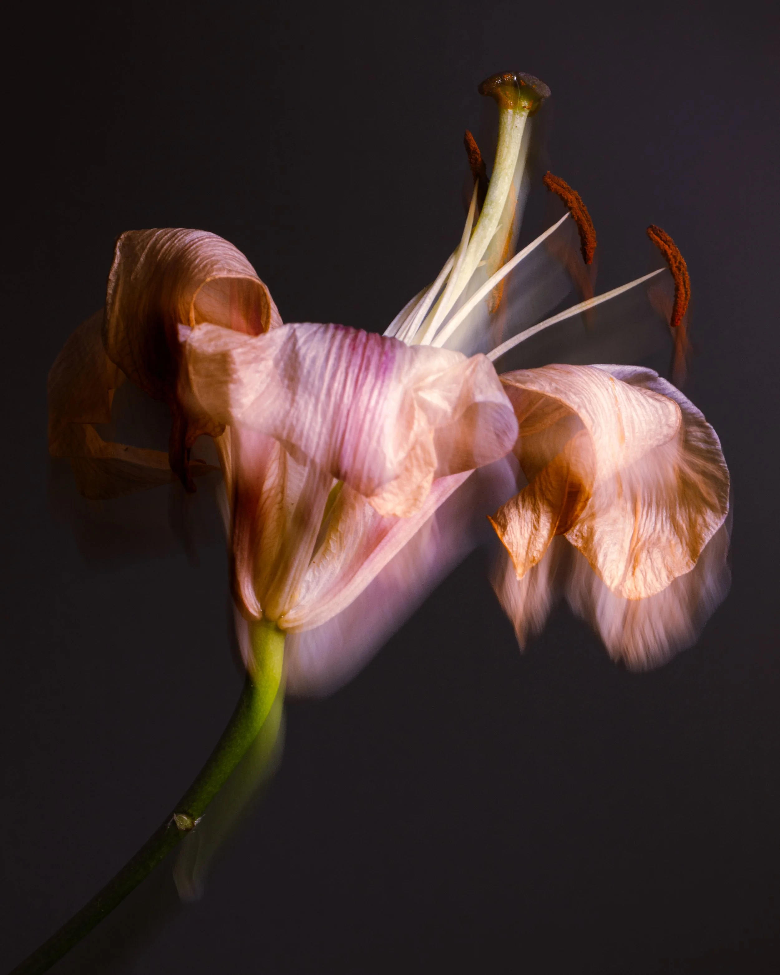 Withered dance