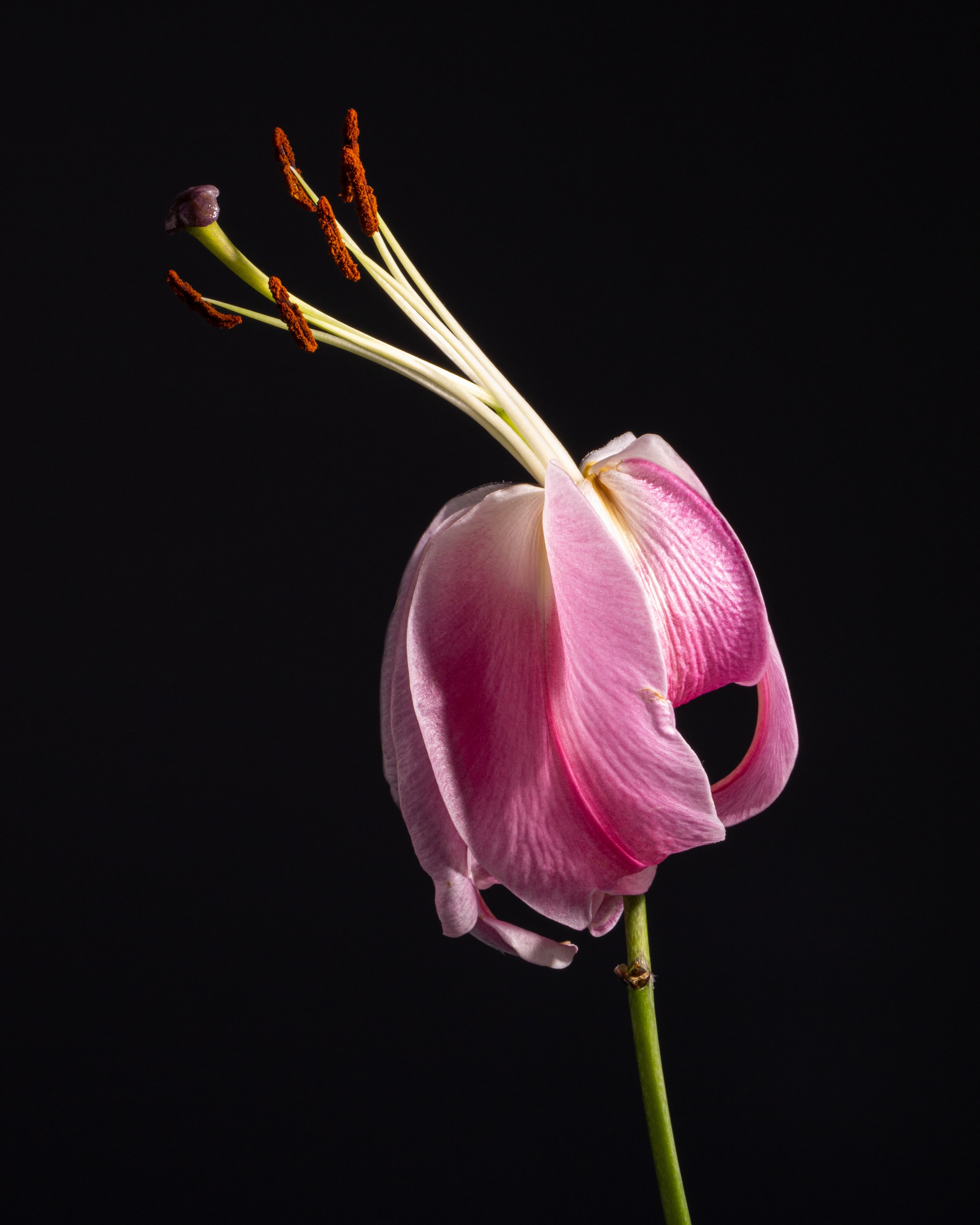 Fine art botanical photograph of a fading pink lily with folded petals and extended stamens against a black background.