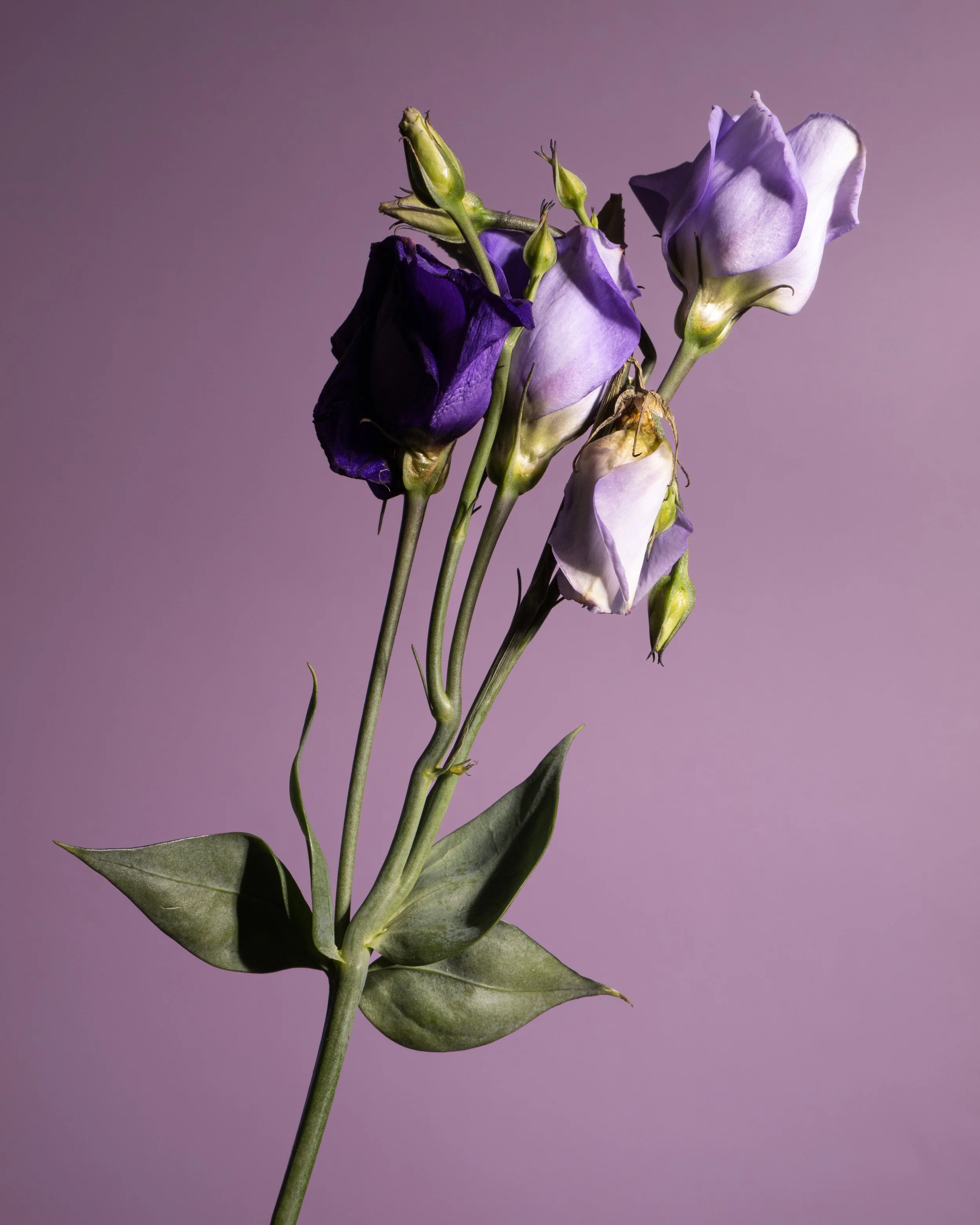 Fine art botanical photograph of purple and white lisianthus flowers at different stages of bloom against a soft lavender background.