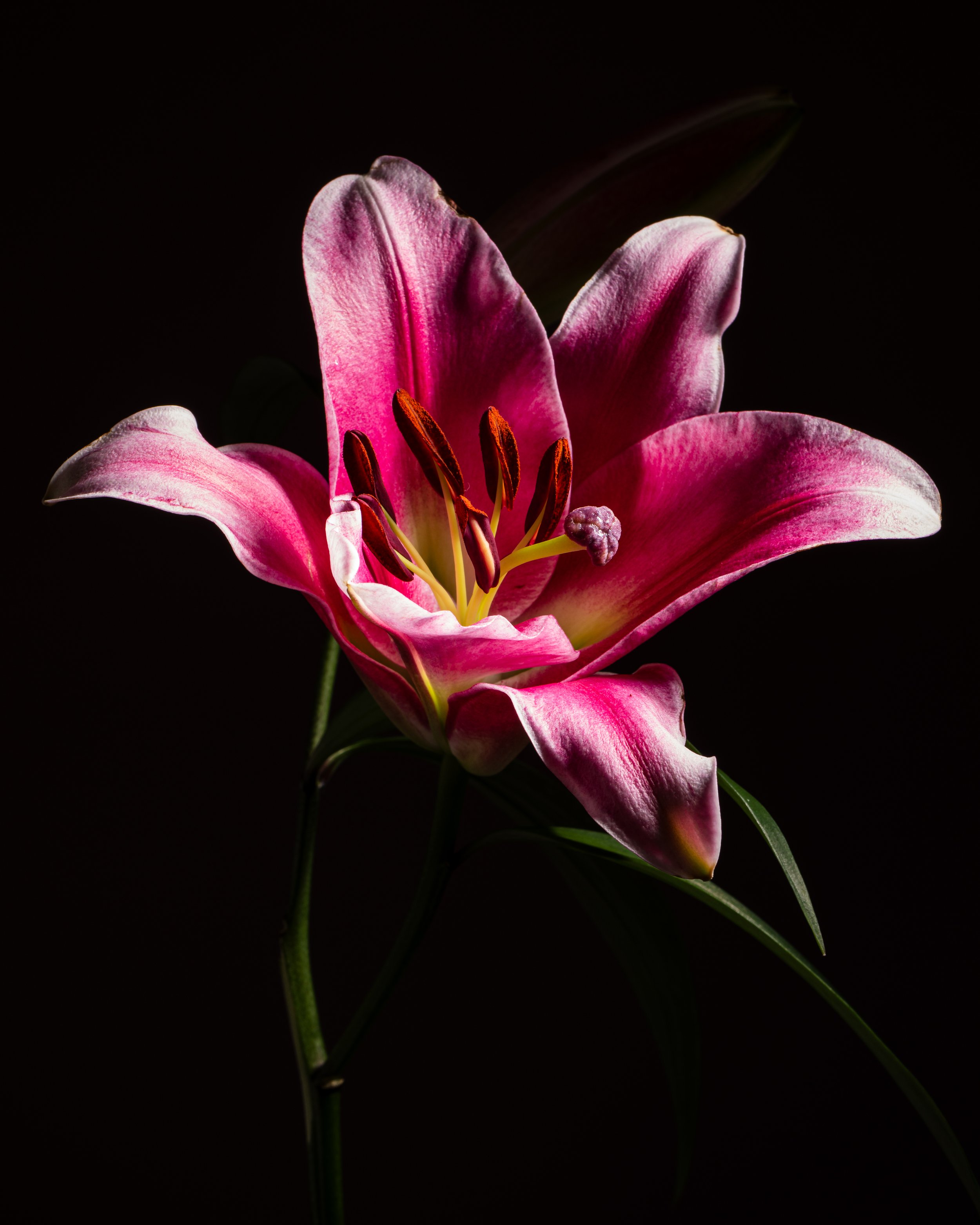 Fine art botanical photograph of a vibrant pink lily in bloom against a black background with dramatic lighting.