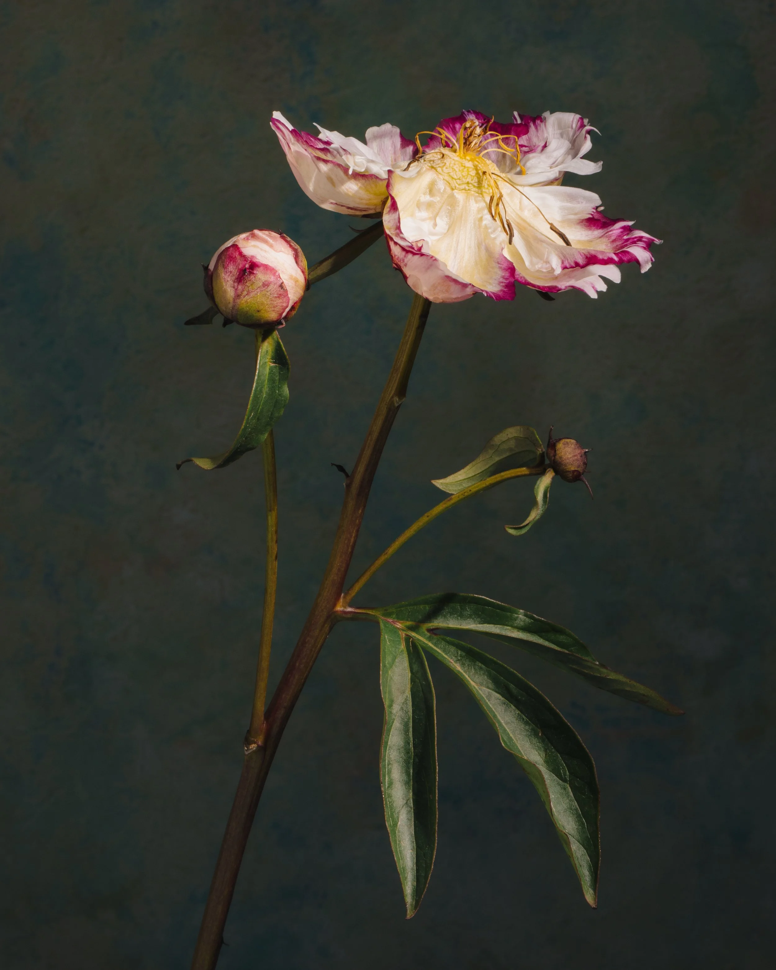 Fine art botanical photograph of a blooming peony with unopened buds and a fading seed pod against a dark green background.