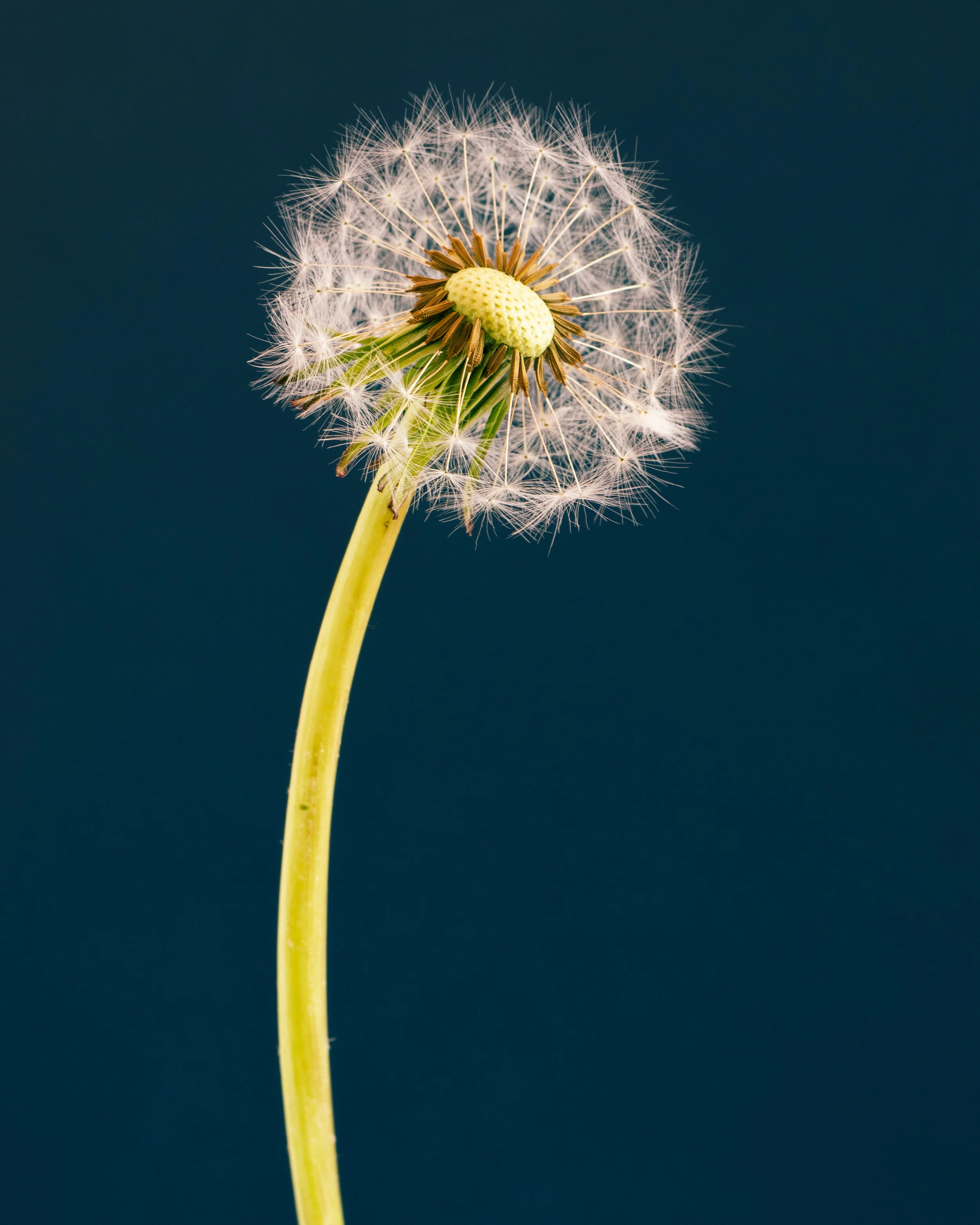 Fine art botanical photograph of a dandelion seed head against a deep blue background, symbolising impermanence and transformation.