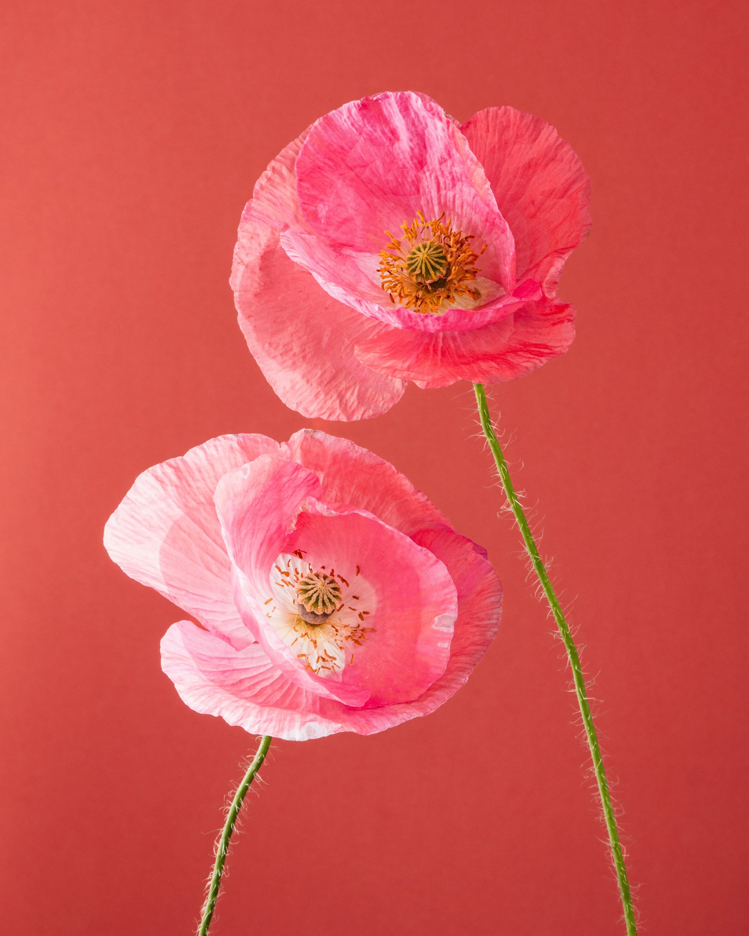 Fine art botanical photograph of two pink poppy flowers against a warm coral background.