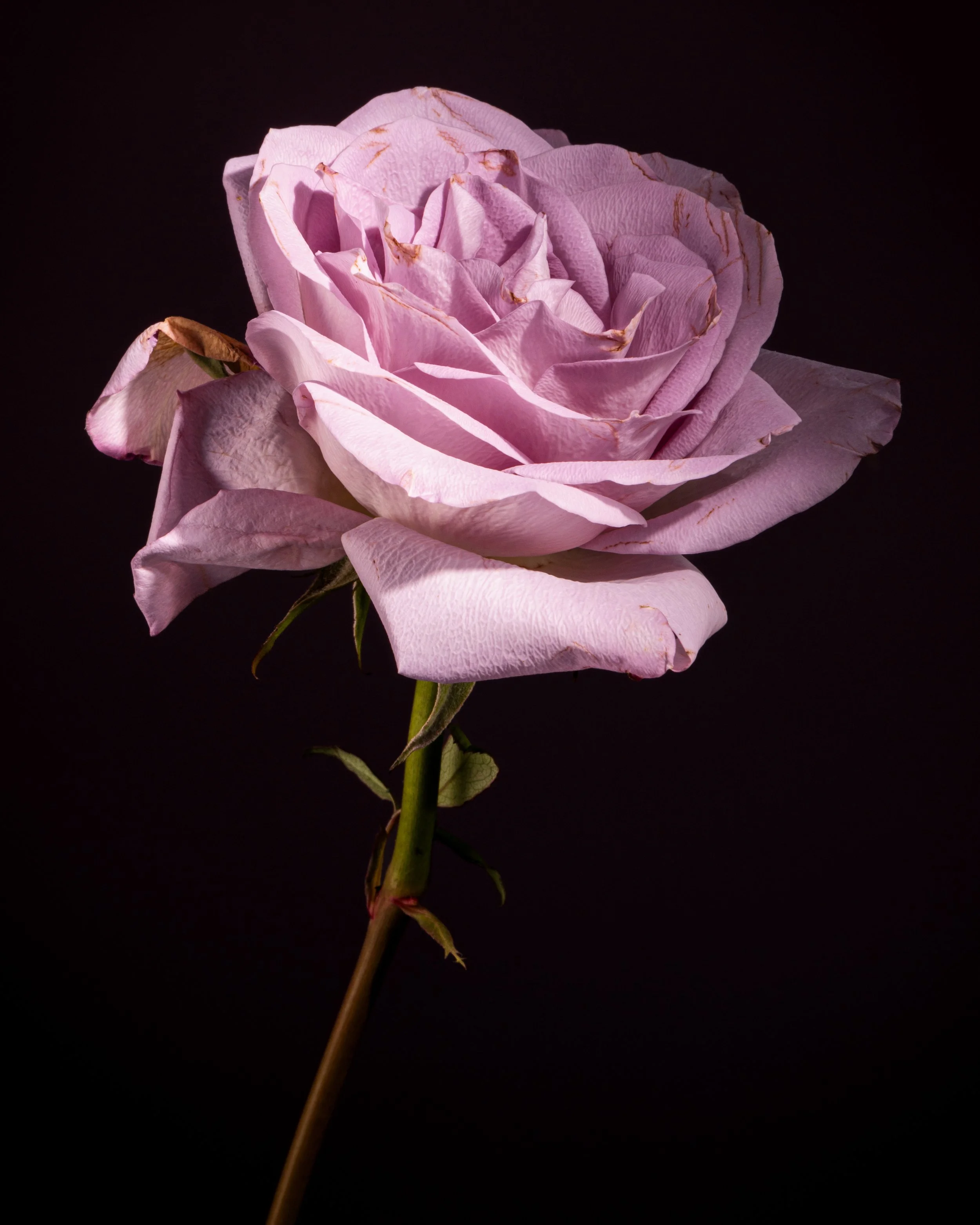 Fine art botanical photograph of a pale pink rose with gently weathered petals against a black background.