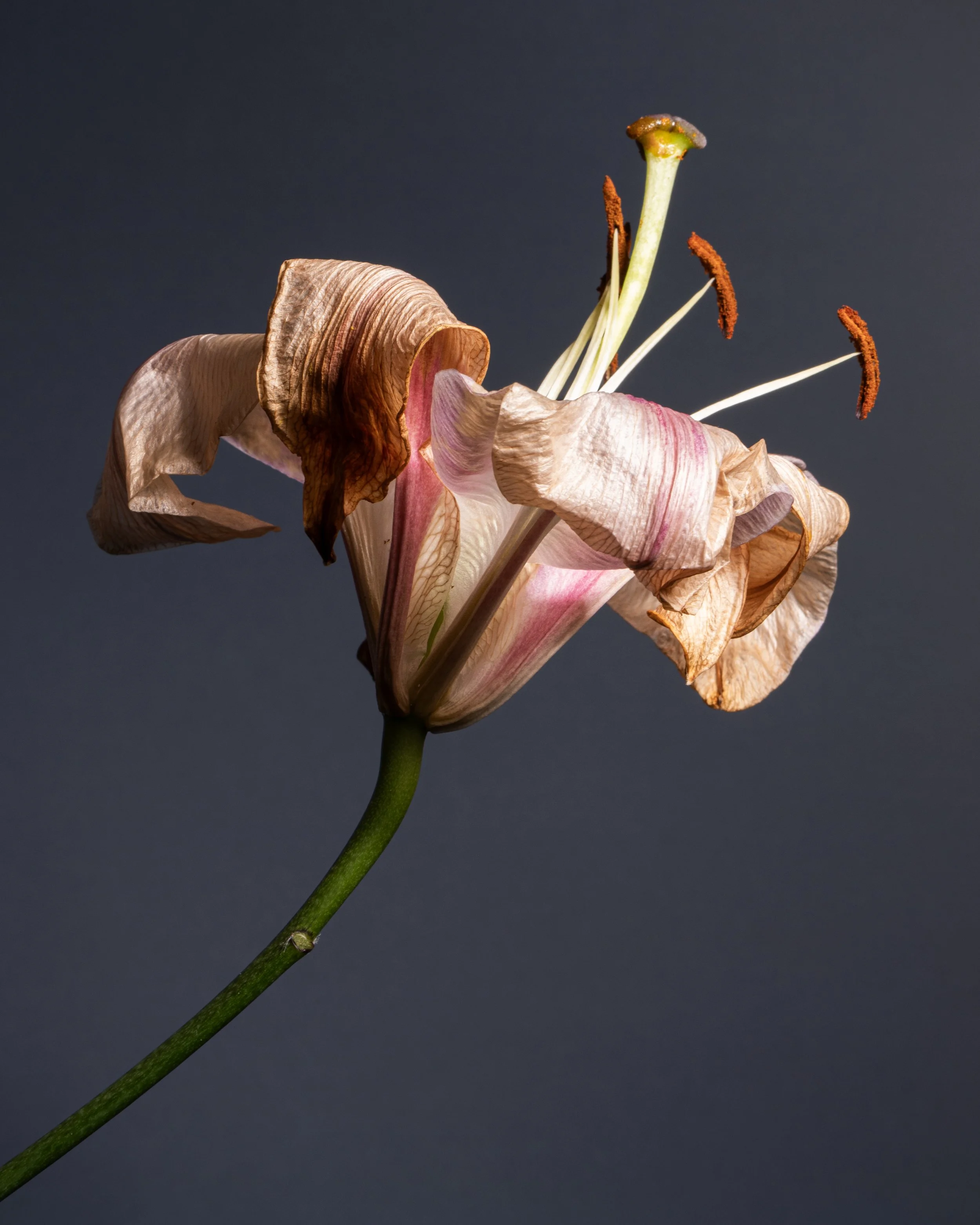 Fine art botanical photograph of a fading pink lily with curled petals against a dark grey background.