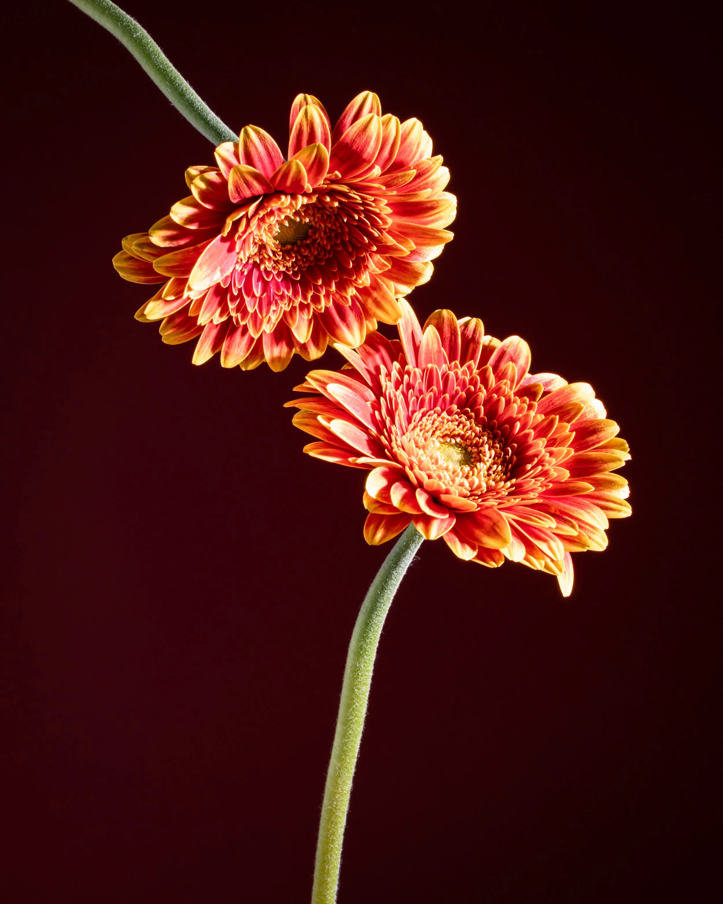 Fine art botanical photograph of two vibrant orange and red gerbera flowers against a deep burgundy background.