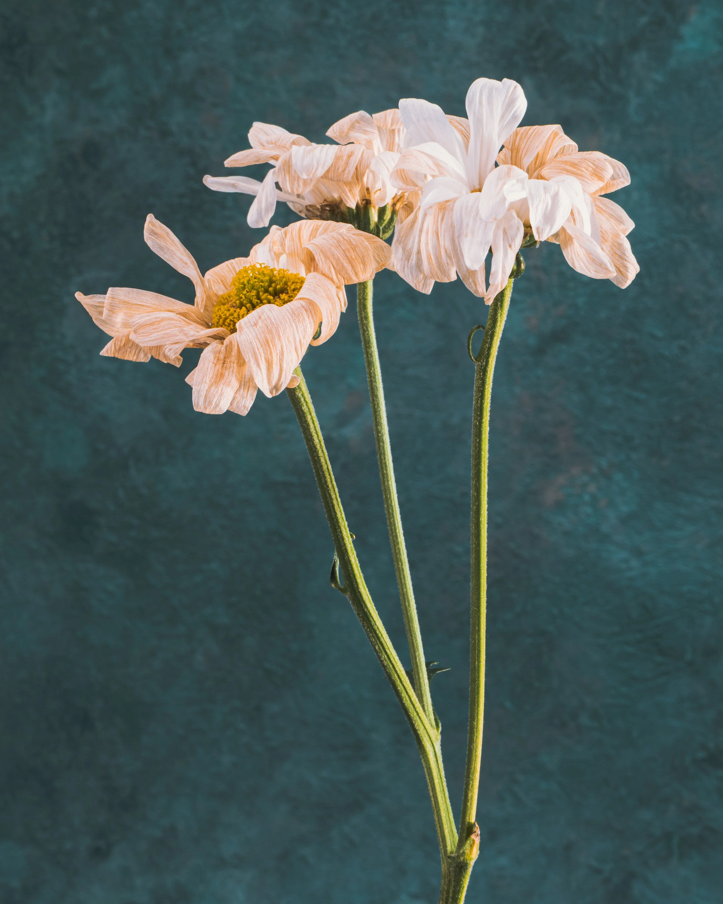Fine art botanical photograph of three fading white daisies against a textured teal background.